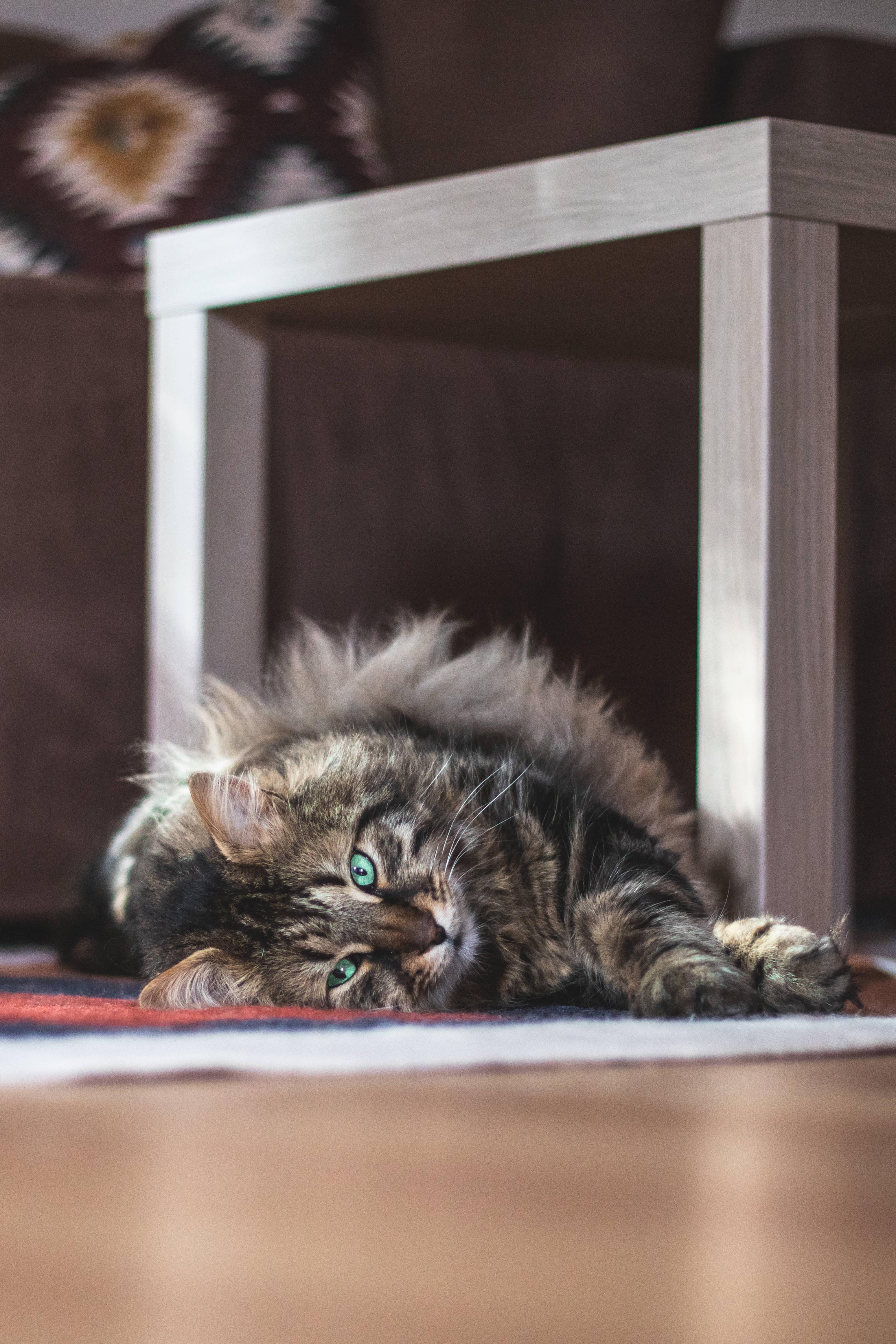Whimsical Maine Coon embracing the Cute Cat Aesthetic. — 3097x4645 wallpaper