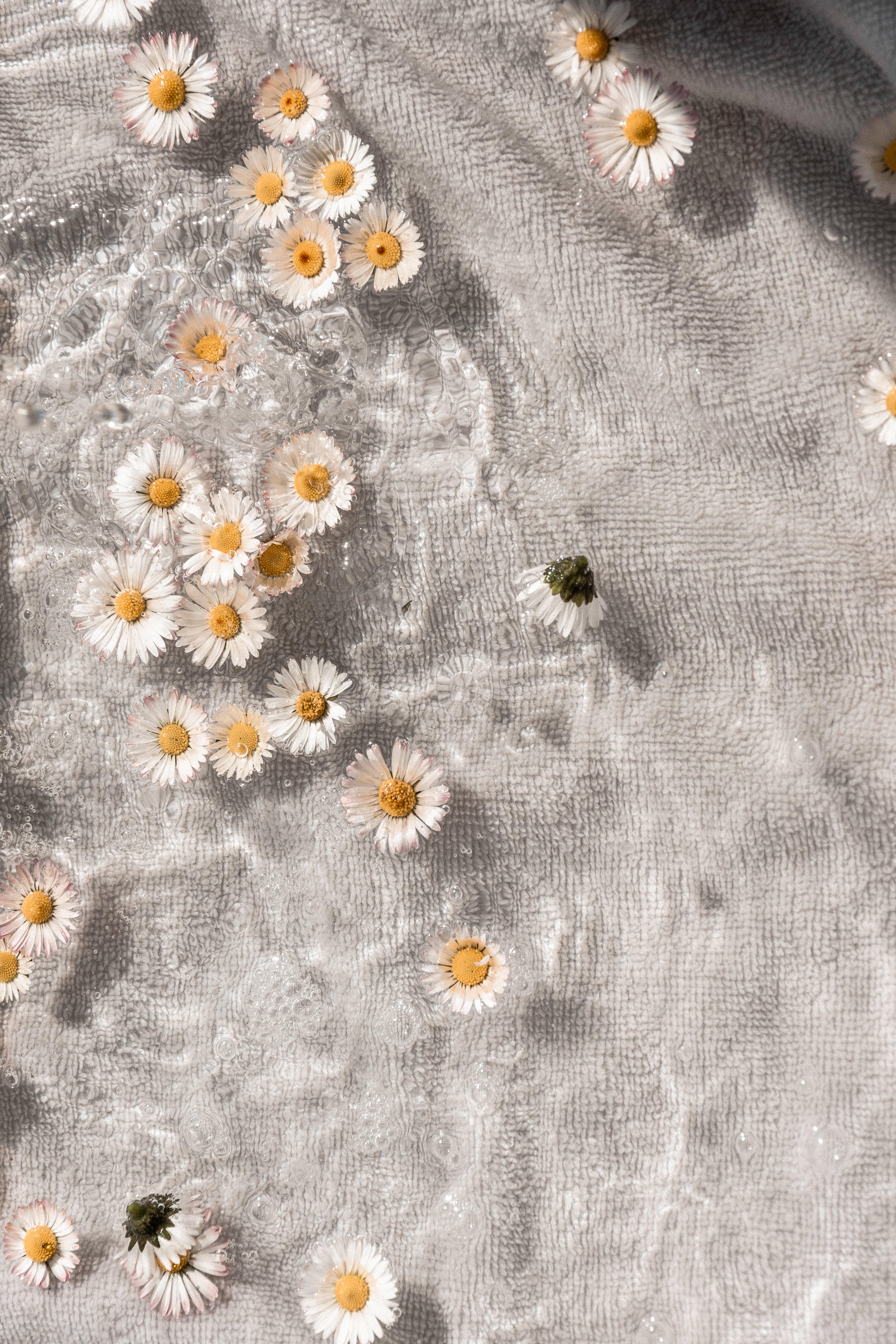 White Aesthetic Daisies — 3500x5250 wallpaper