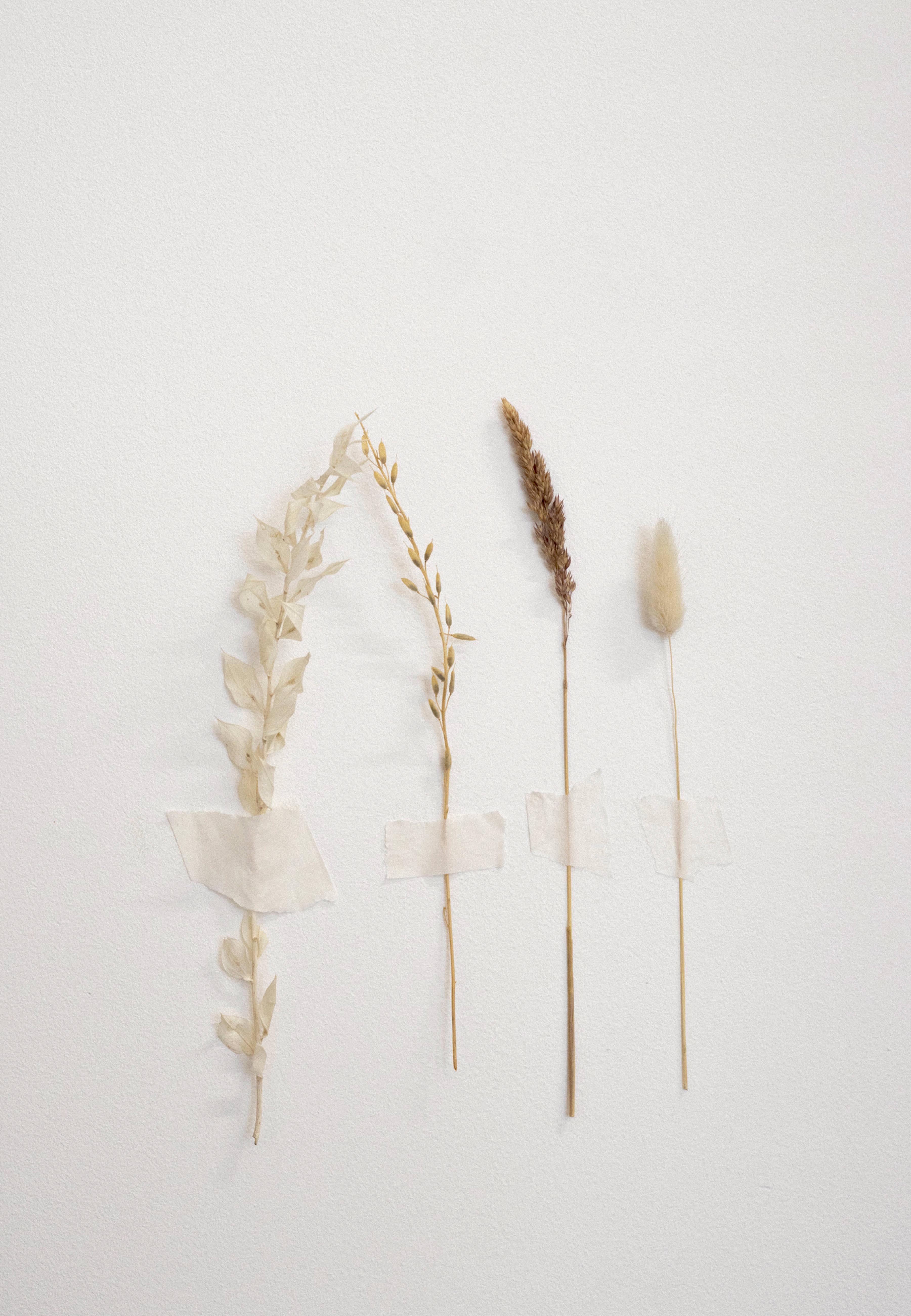 White Aesthetic Dried Flowers — 3602x5201 wallpaper