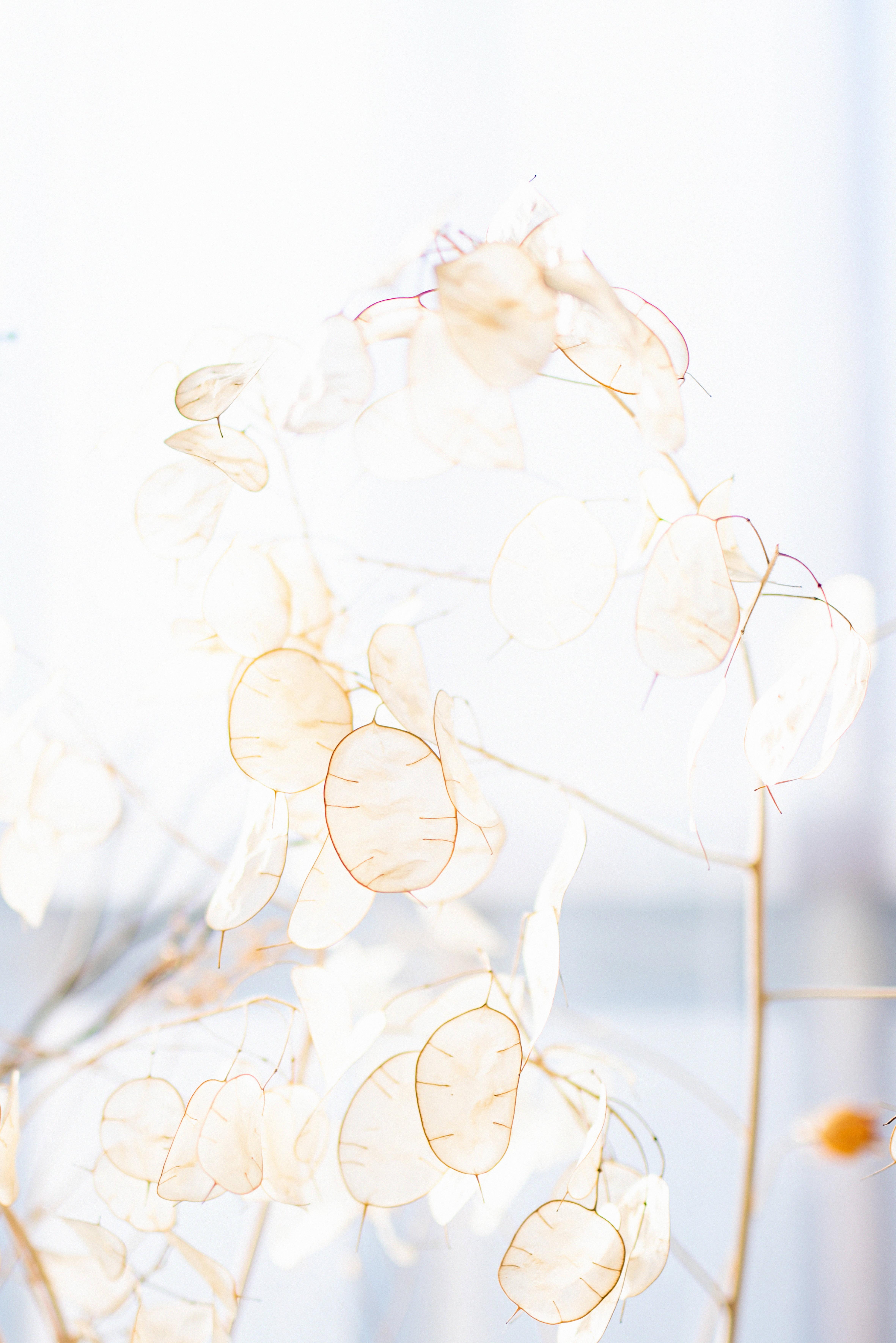 White Aesthetic Floral Decor — 4724x7077 wallpaper