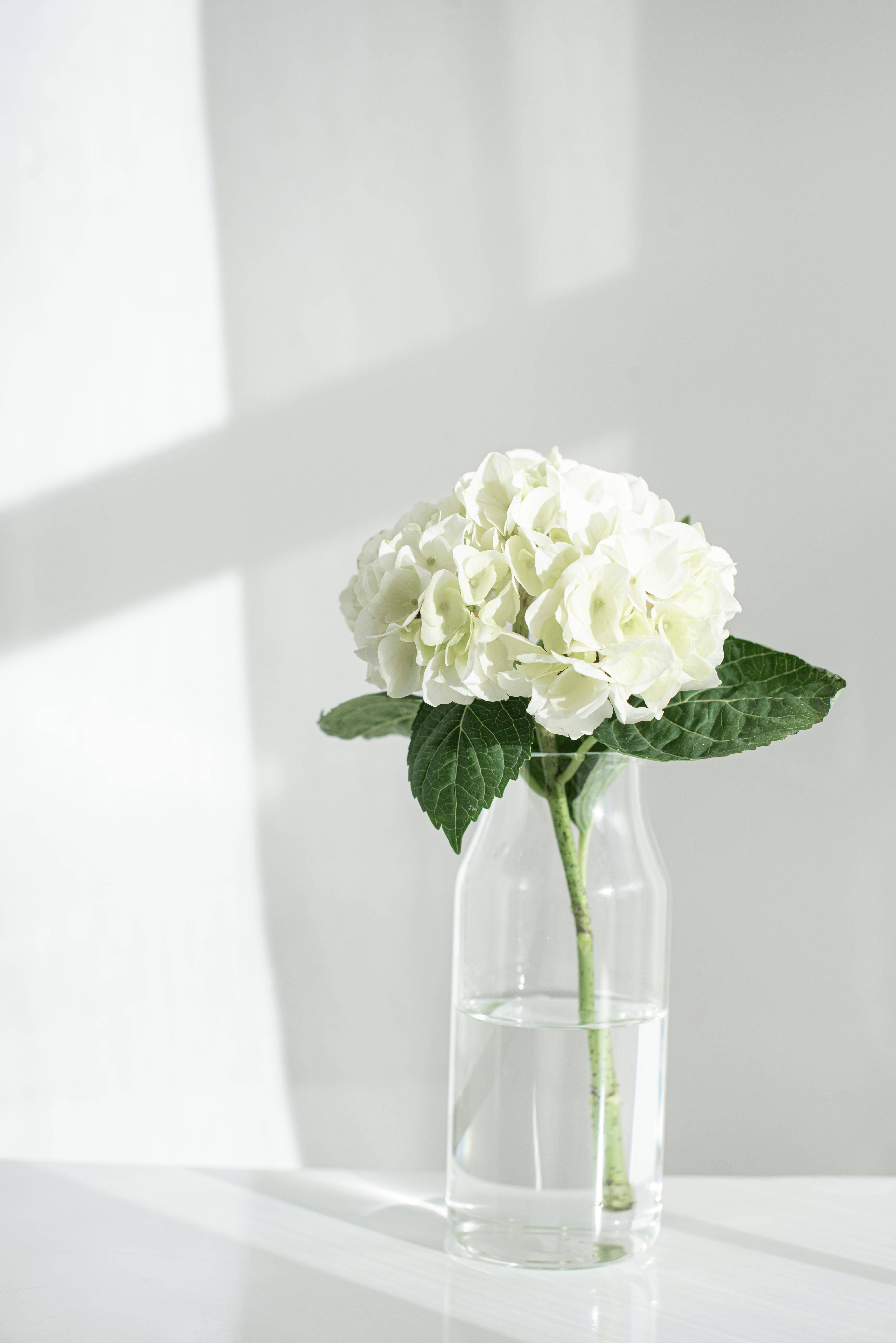 White Aesthetic Flower Bouquet — 4912x7360 wallpaper