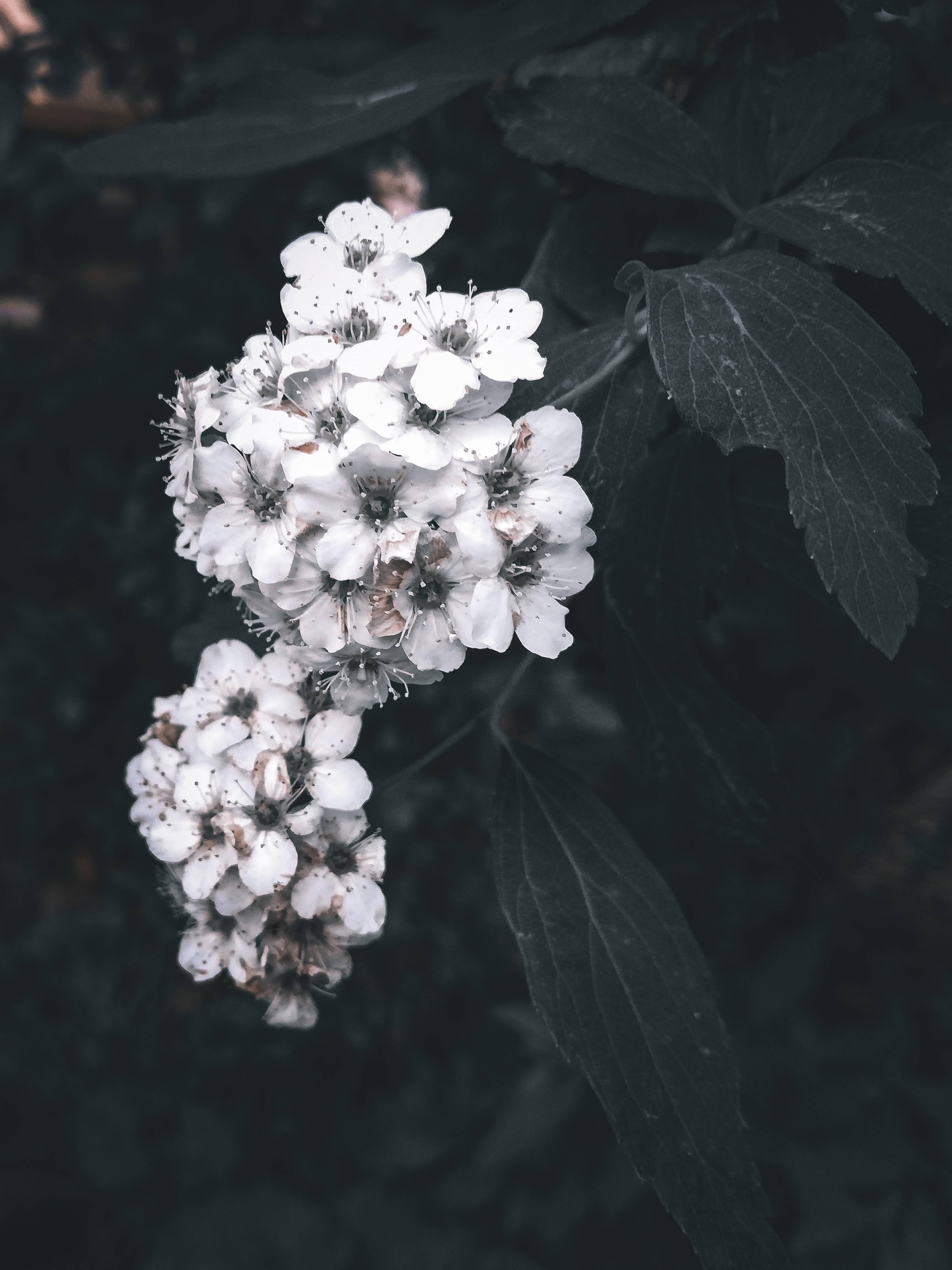 White Aesthetic Flowers Photograph — 4125x5500 wallpaper