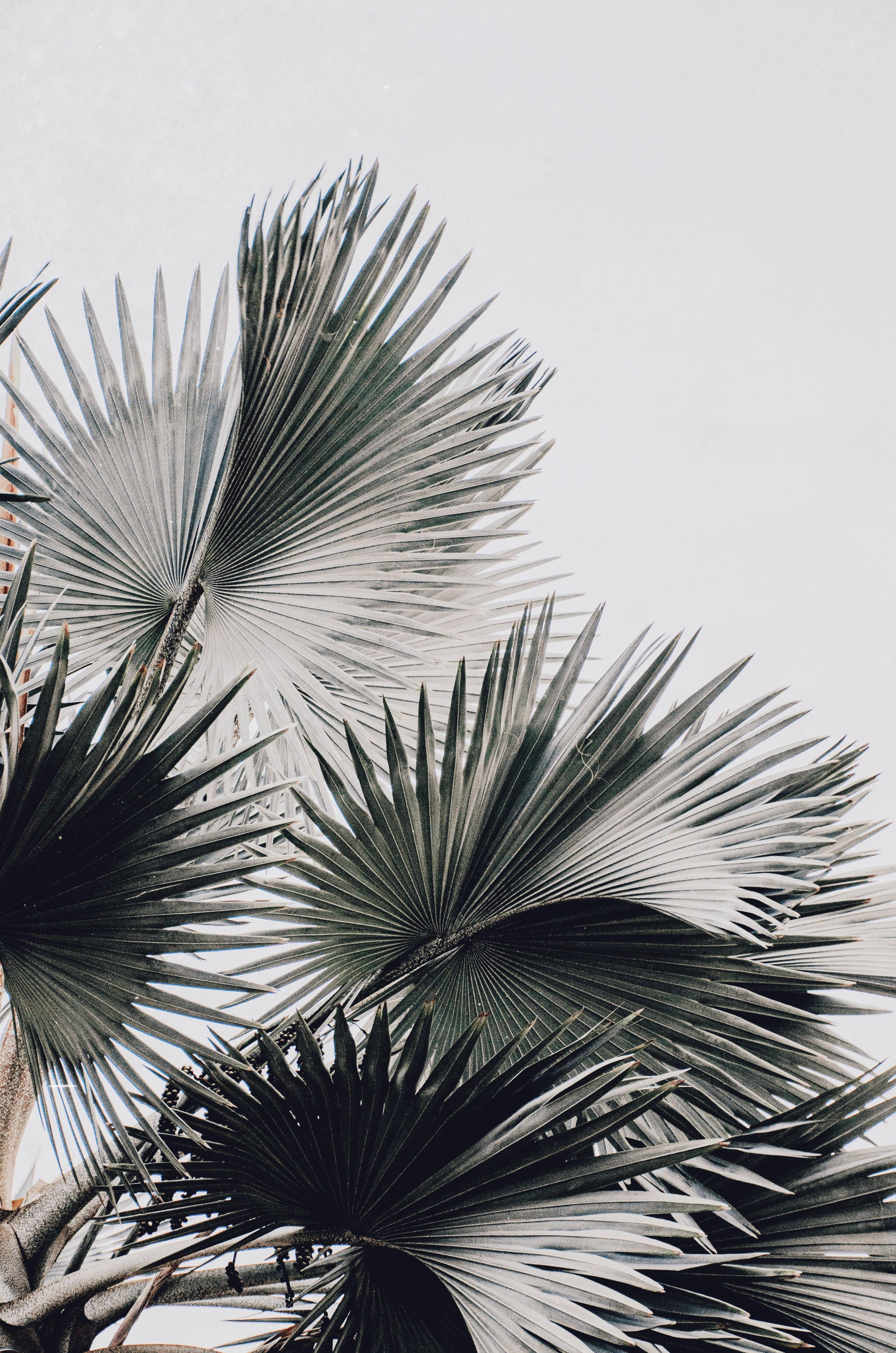 White Aesthetic Palm Tree — 3264x4928 wallpaper