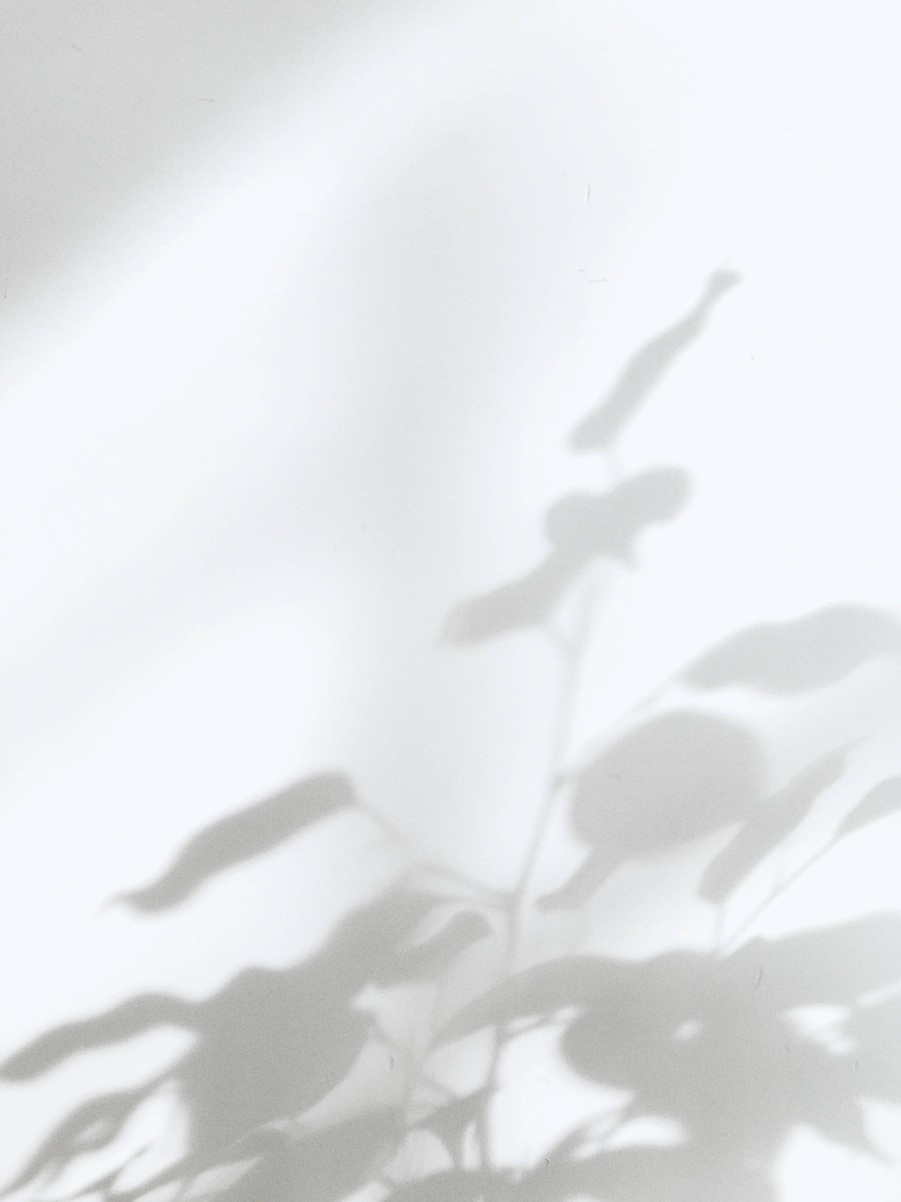 White Aesthetic Plant Shadow — 3024x4032 wallpaper