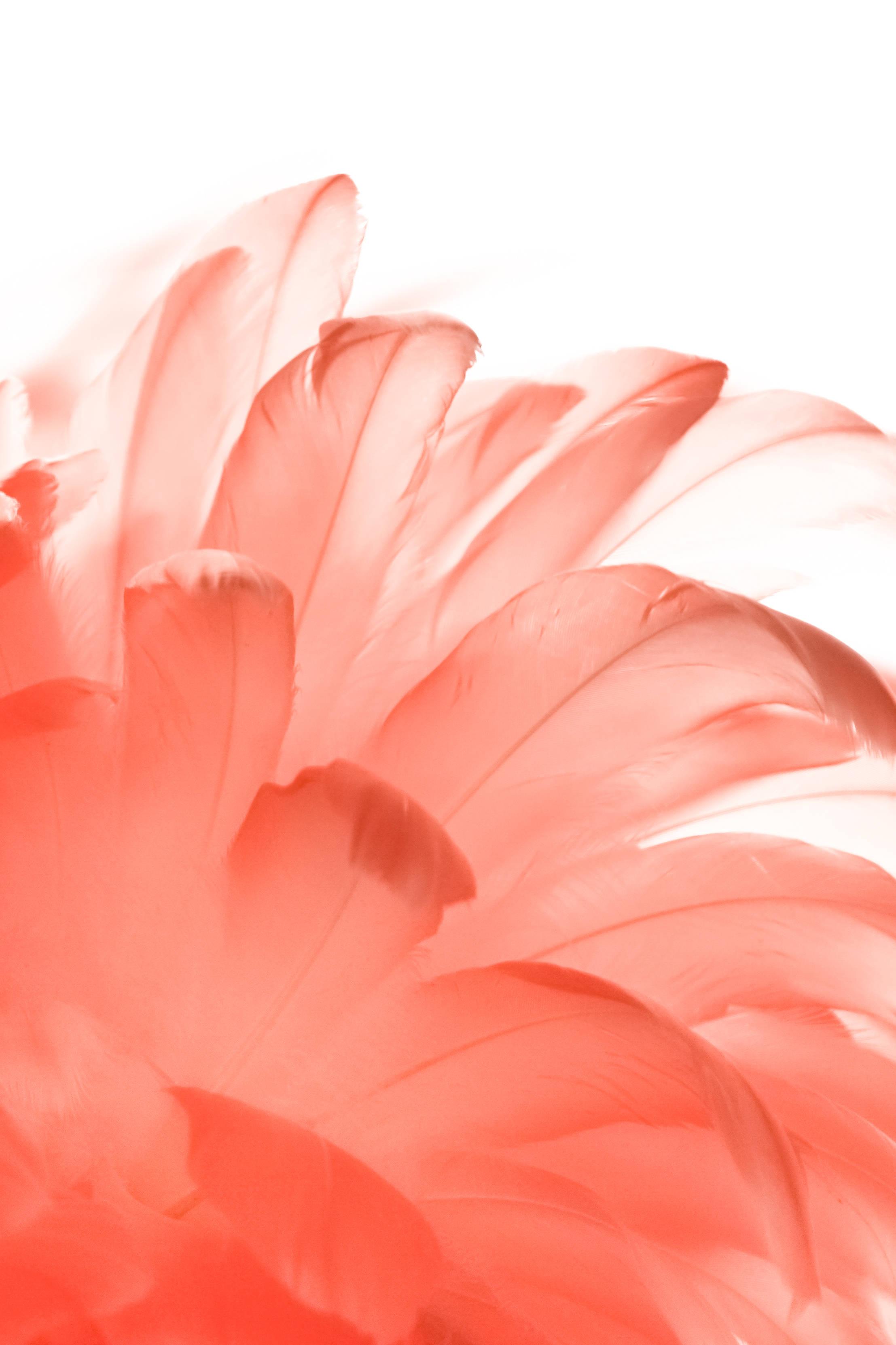 White Aesthetic Red Feathers — 2215x3323 wallpaper
