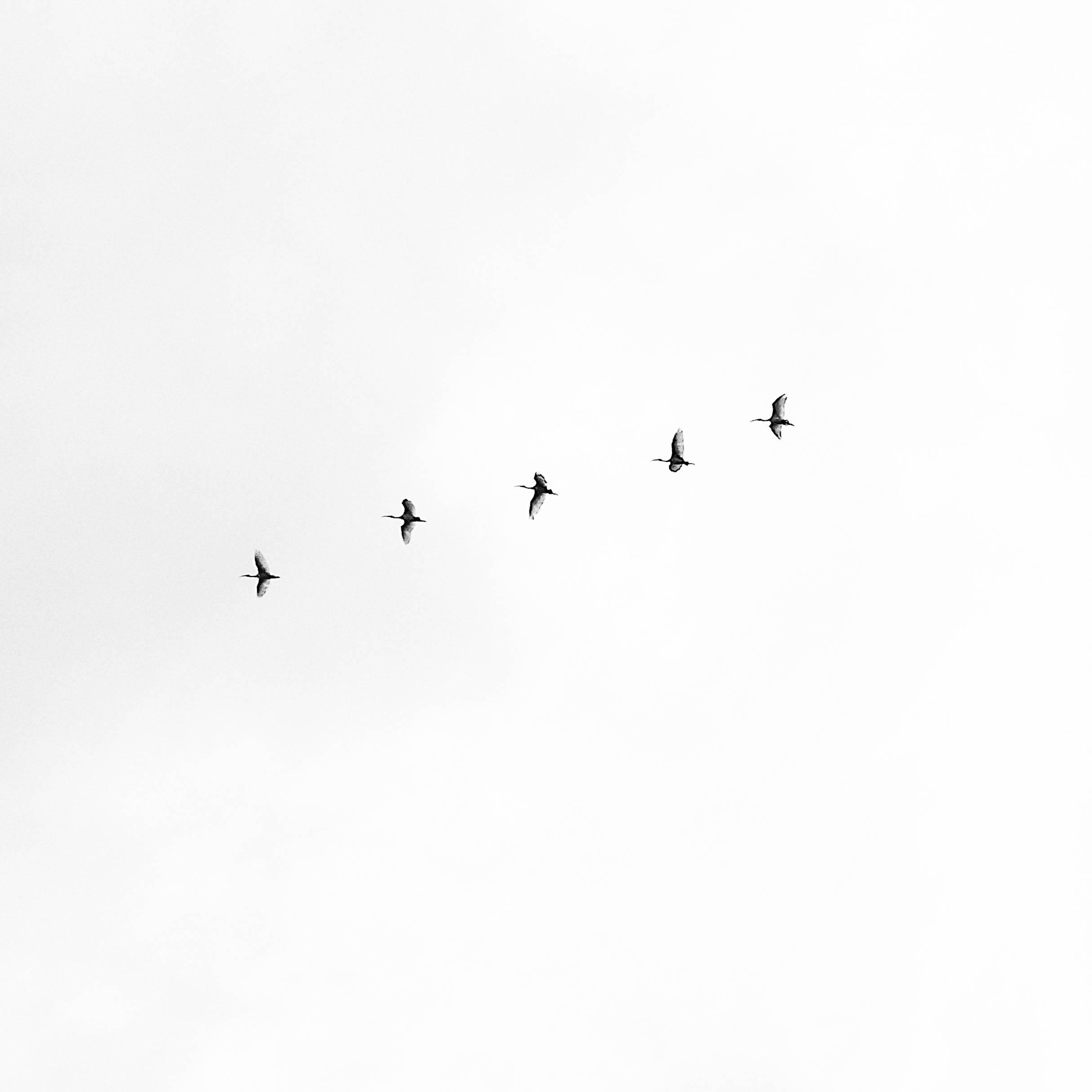 White Aesthetic Sky With Birds — 2430x2430 wallpaper