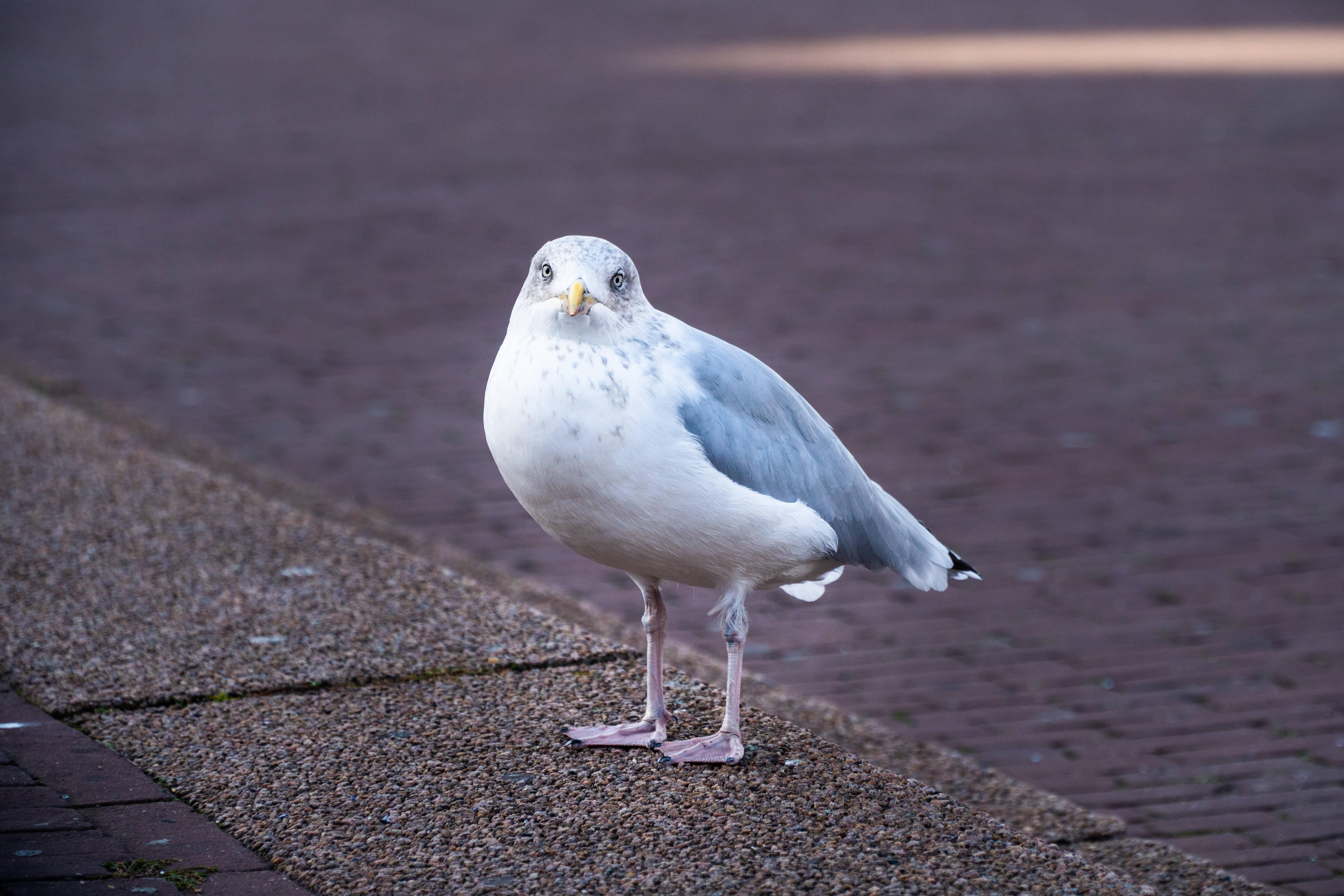 White And Gray Bird — 5586x3724 wallpaper