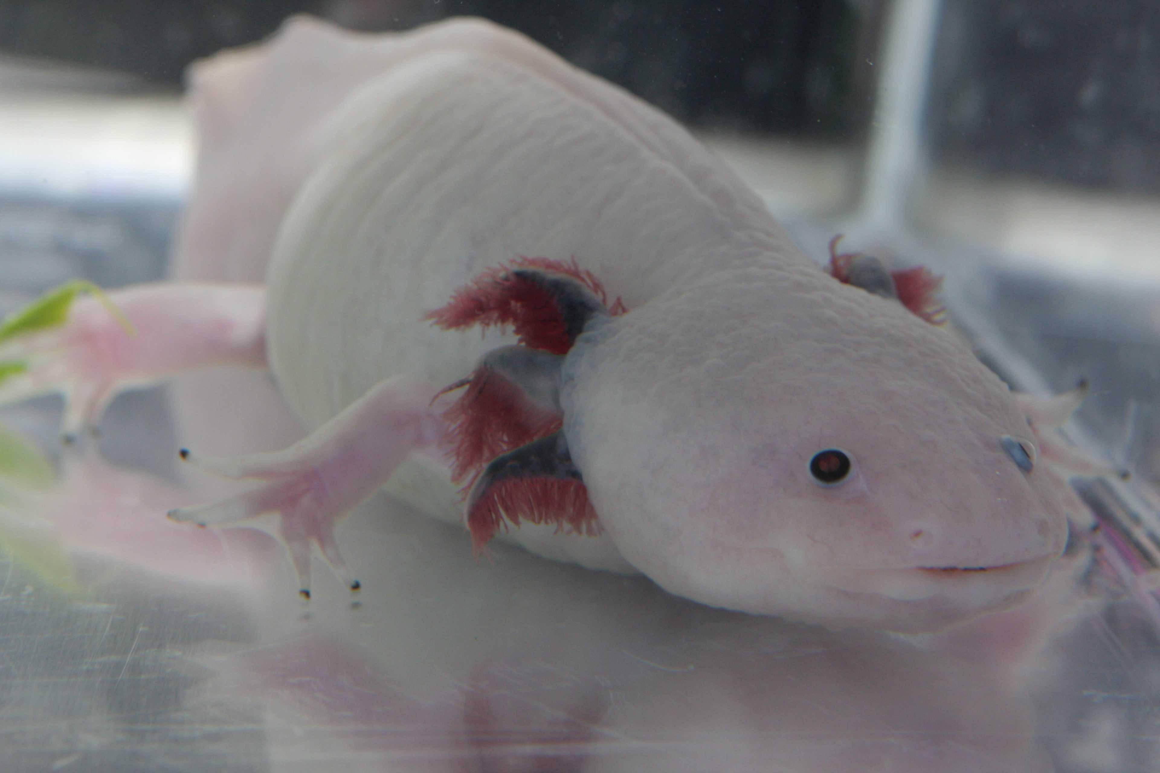 White Axolotl Close-Up — 3840x2560 wallpaper