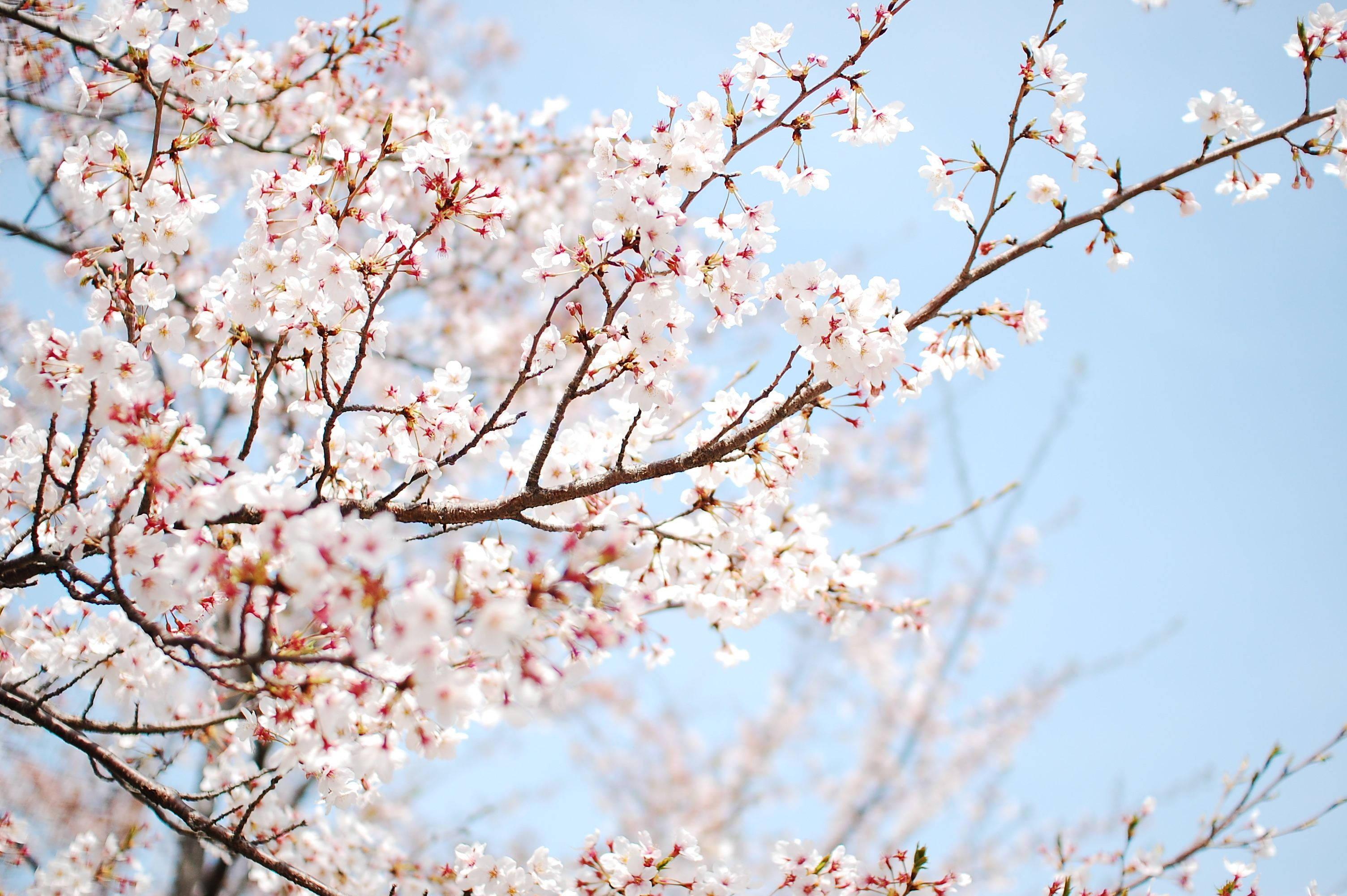 White Cherry Blossoms In Spring — 3008x2000 wallpaper