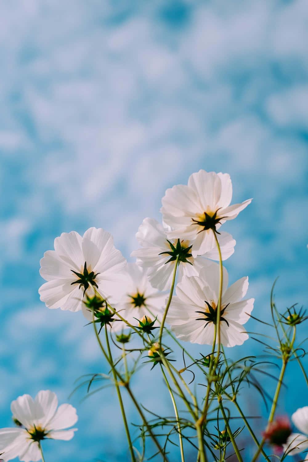 White Cosmo Flower Picture — 1000x1500 wallpaper