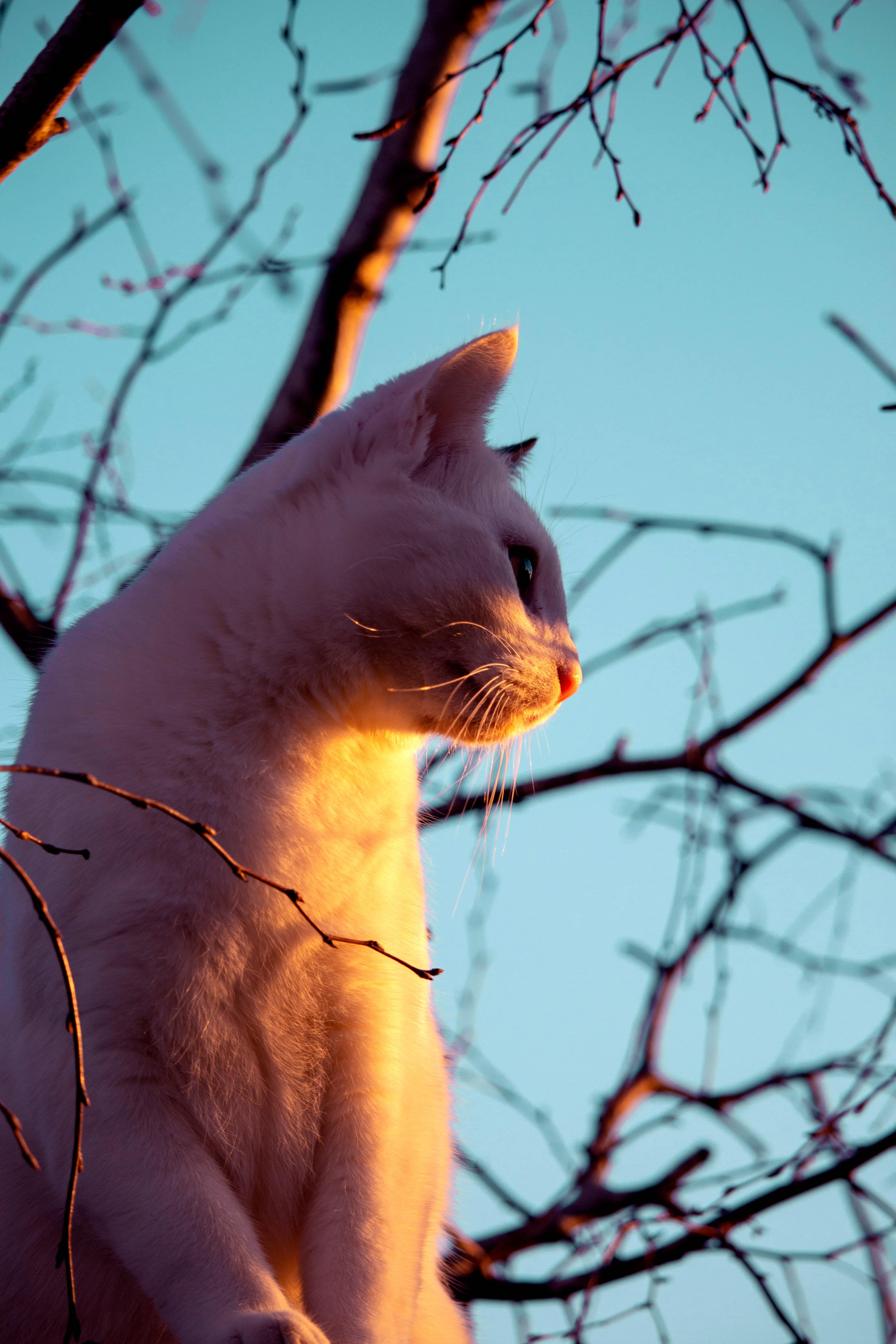 White Cute Cat Aesthetic — 3456x5184 wallpaper