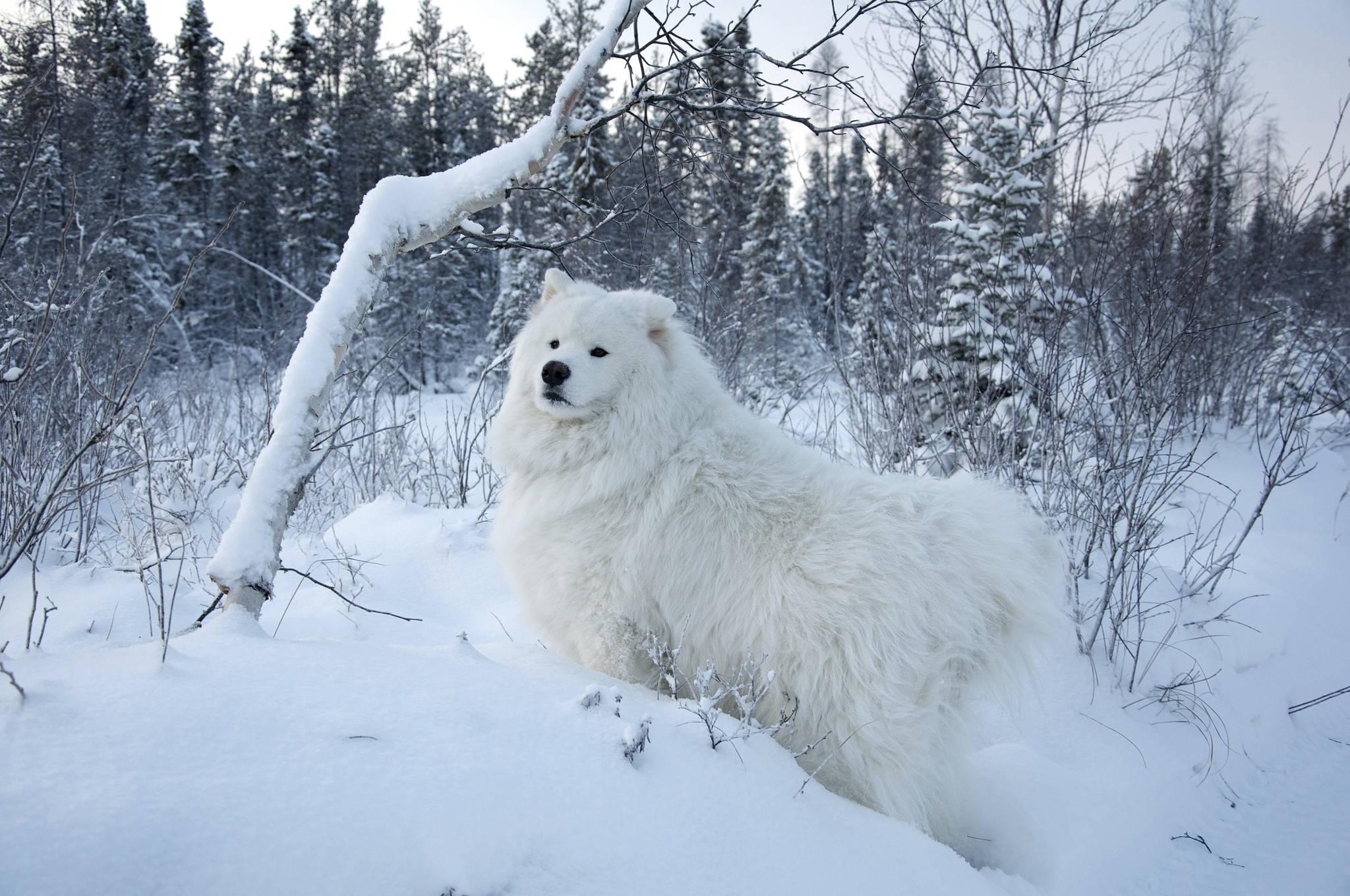White Dog In Winter — 2048x1360 wallpaper
