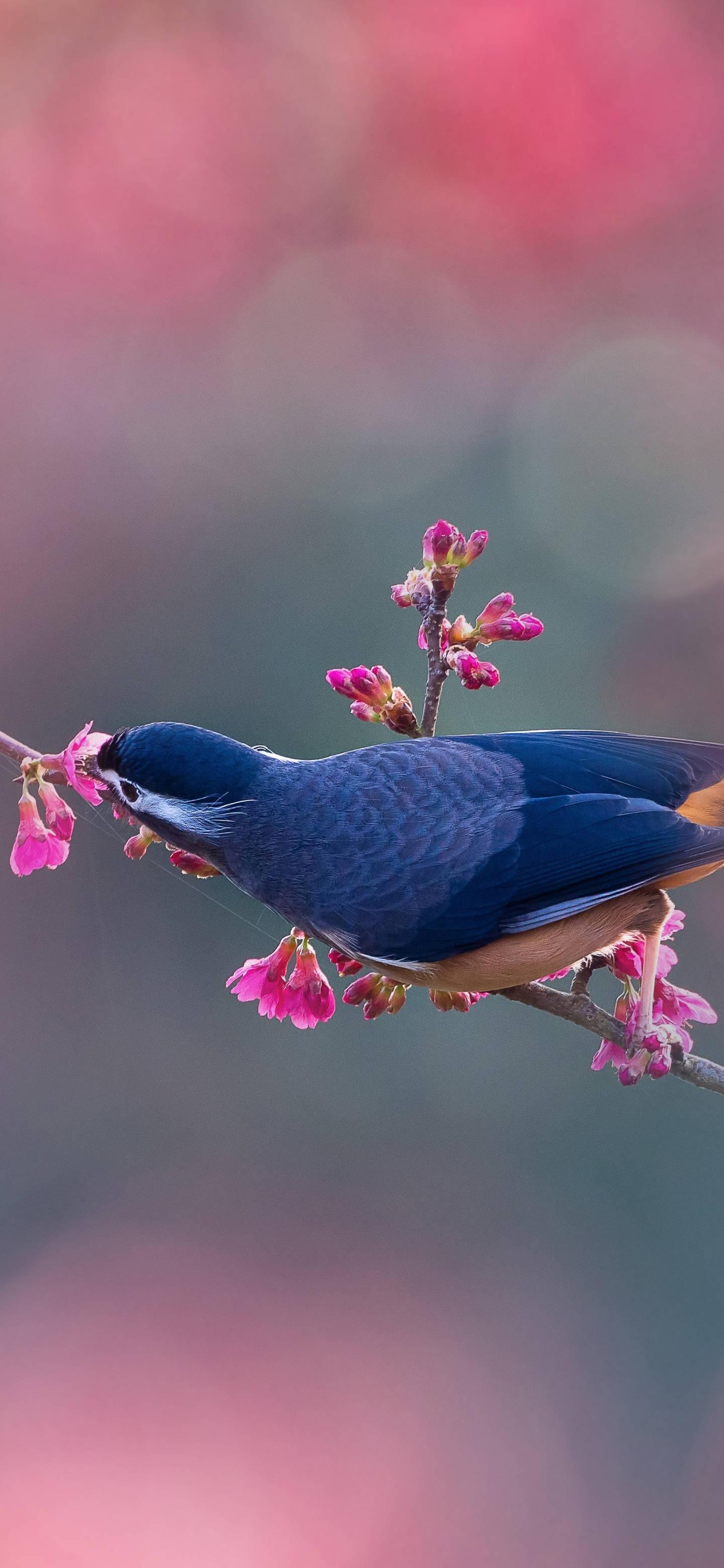 White-Eared Sybia iPhone 13 Pro — 1440x3120 wallpaper