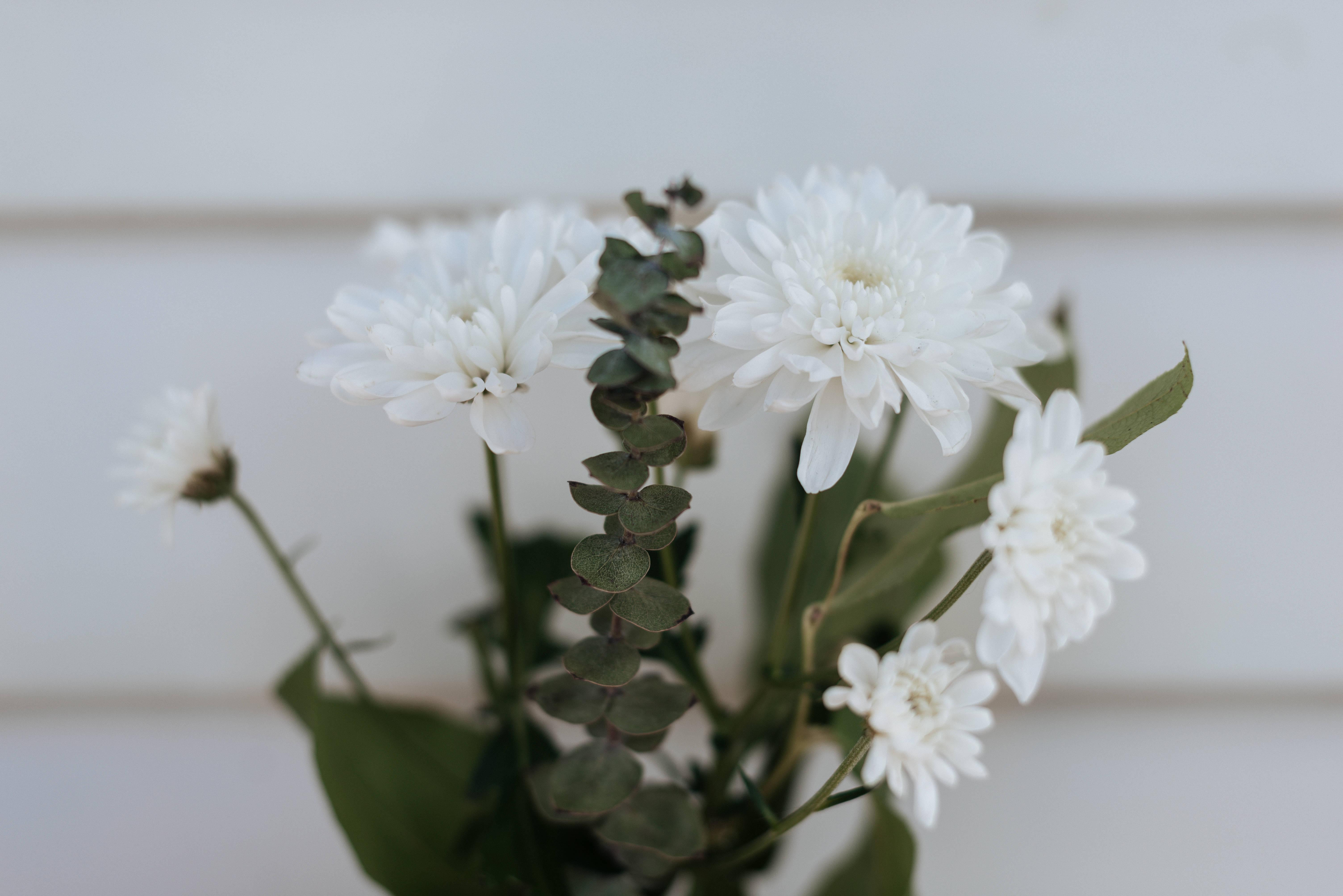 White Flowers For Mothers Day — 6016x4016 wallpaper