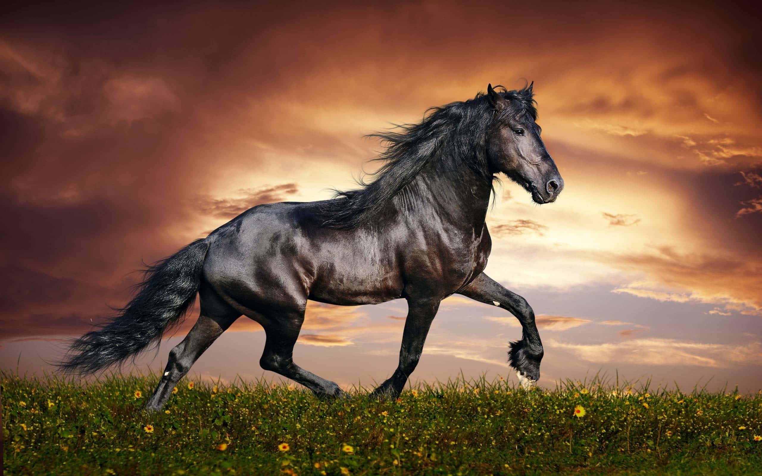 White Horse Majestically Running — 2560x1600 wallpaper