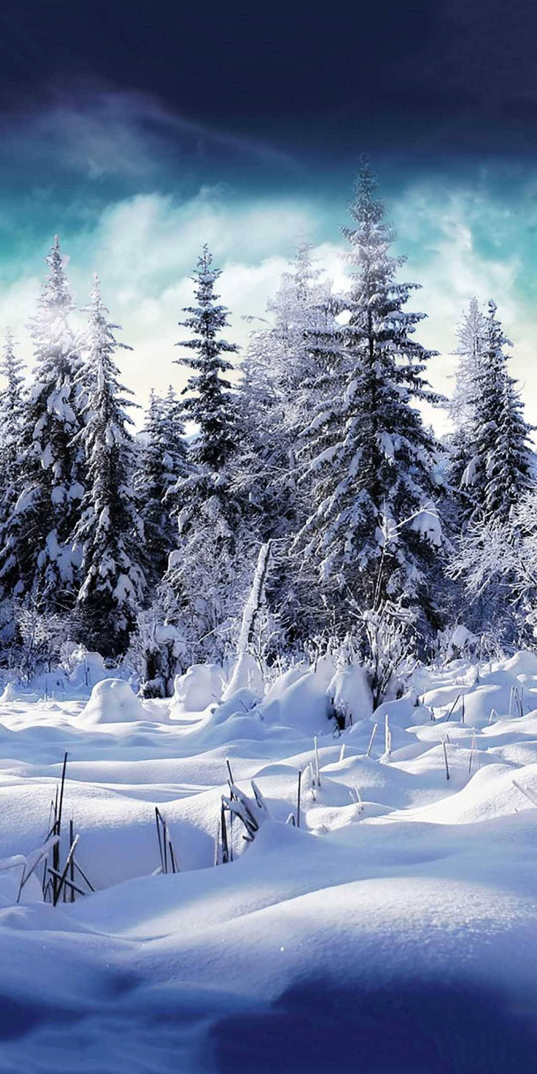 White Pines Winter iPhone — 1080x2160 wallpaper