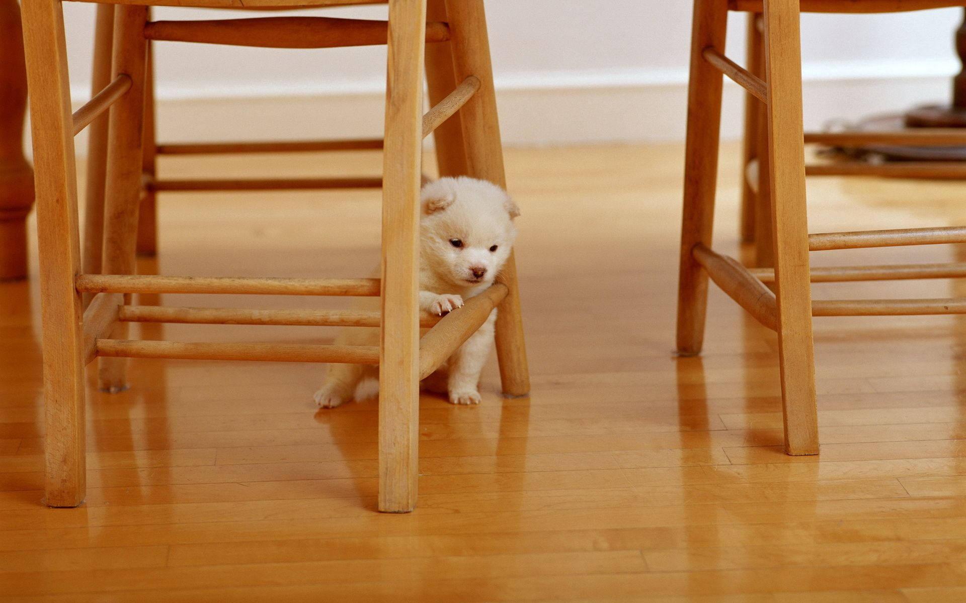 White Puppy Under The Chair — 1920x1200 wallpaper