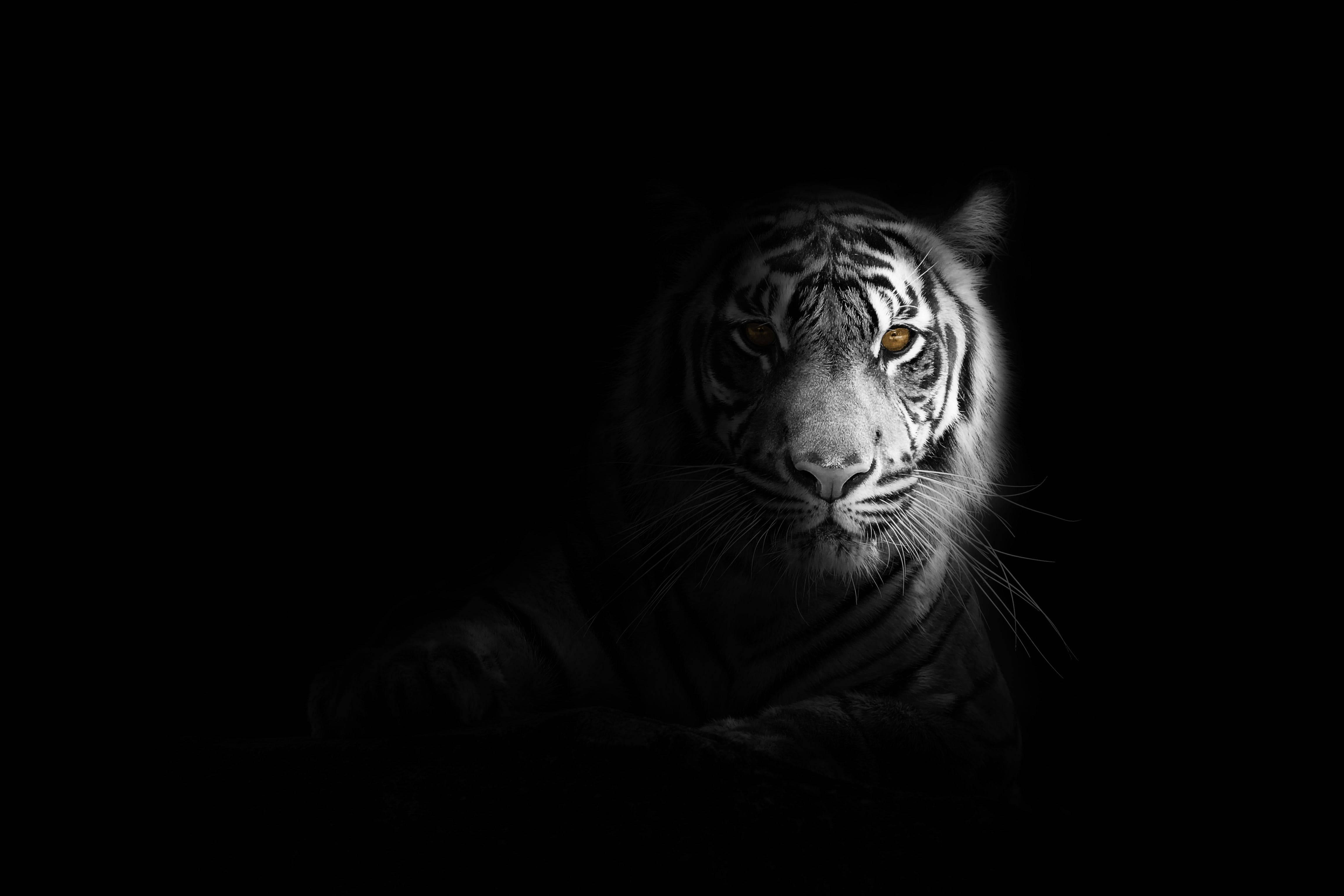 White Tiger Black And White PFP — 4593x3062 wallpaper