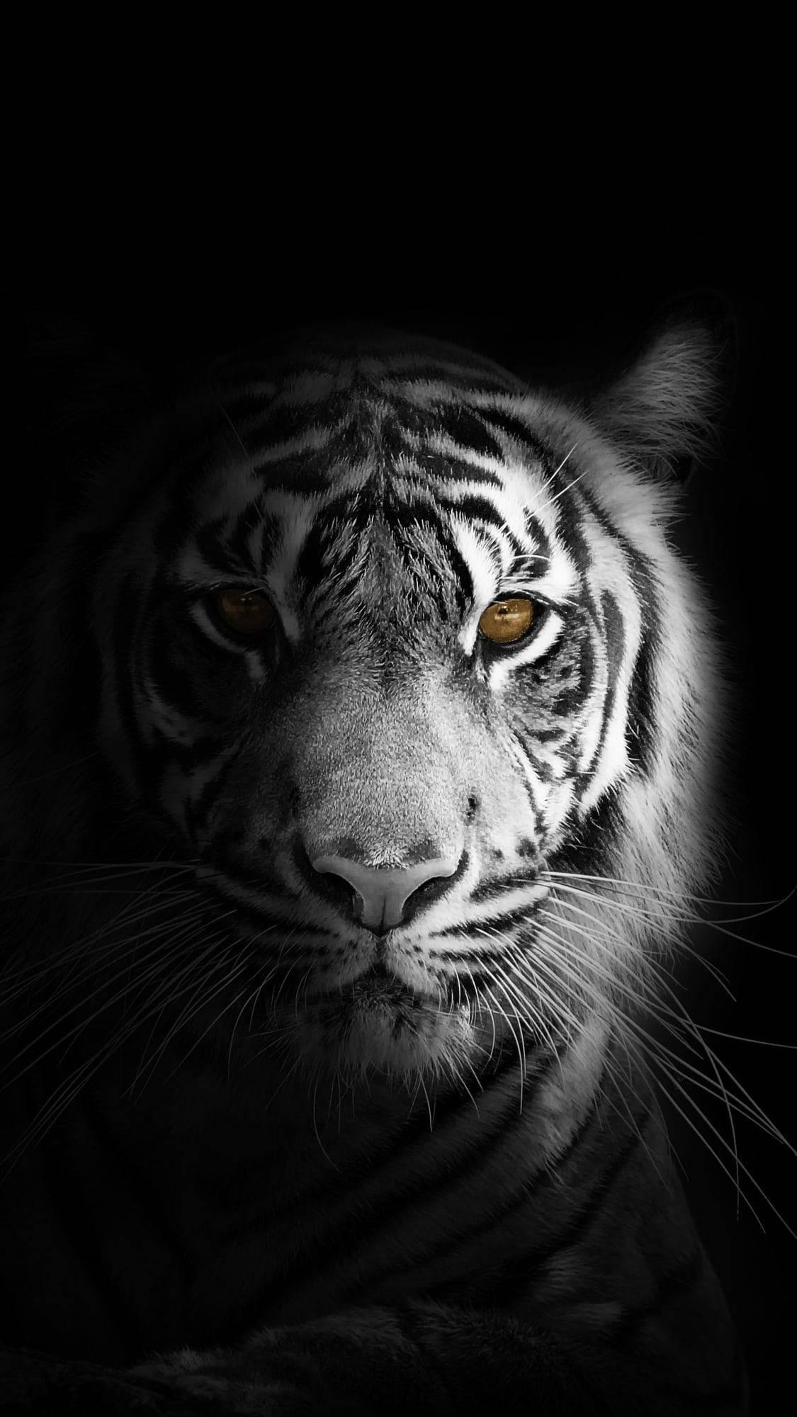 White Tiger Close Up Black And White PFP — 1125x2000 wallpaper