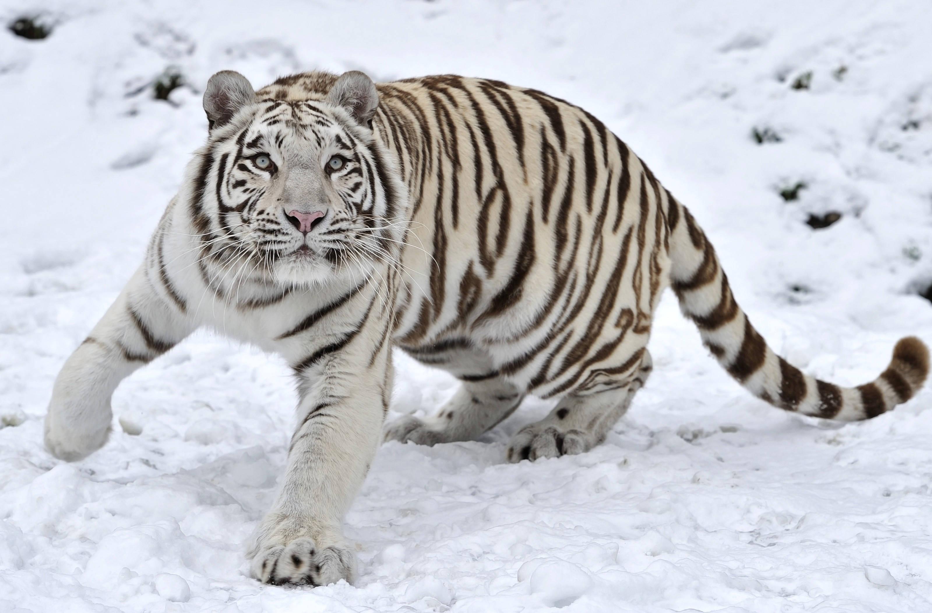 White Tiger in Winter Wonderland — 3199x2106 wallpaper