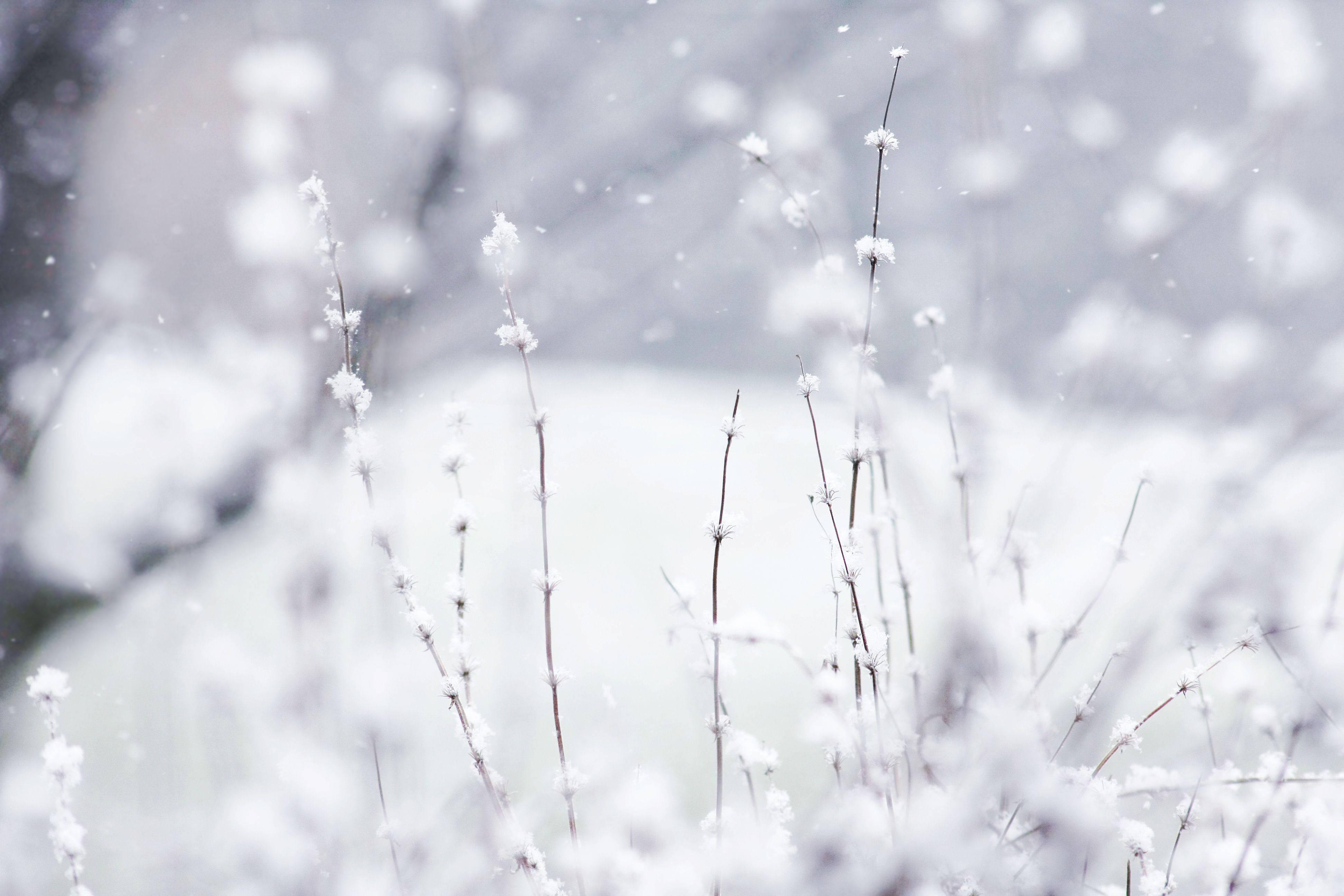 White Winter Flowers — 3888x2592 wallpaper