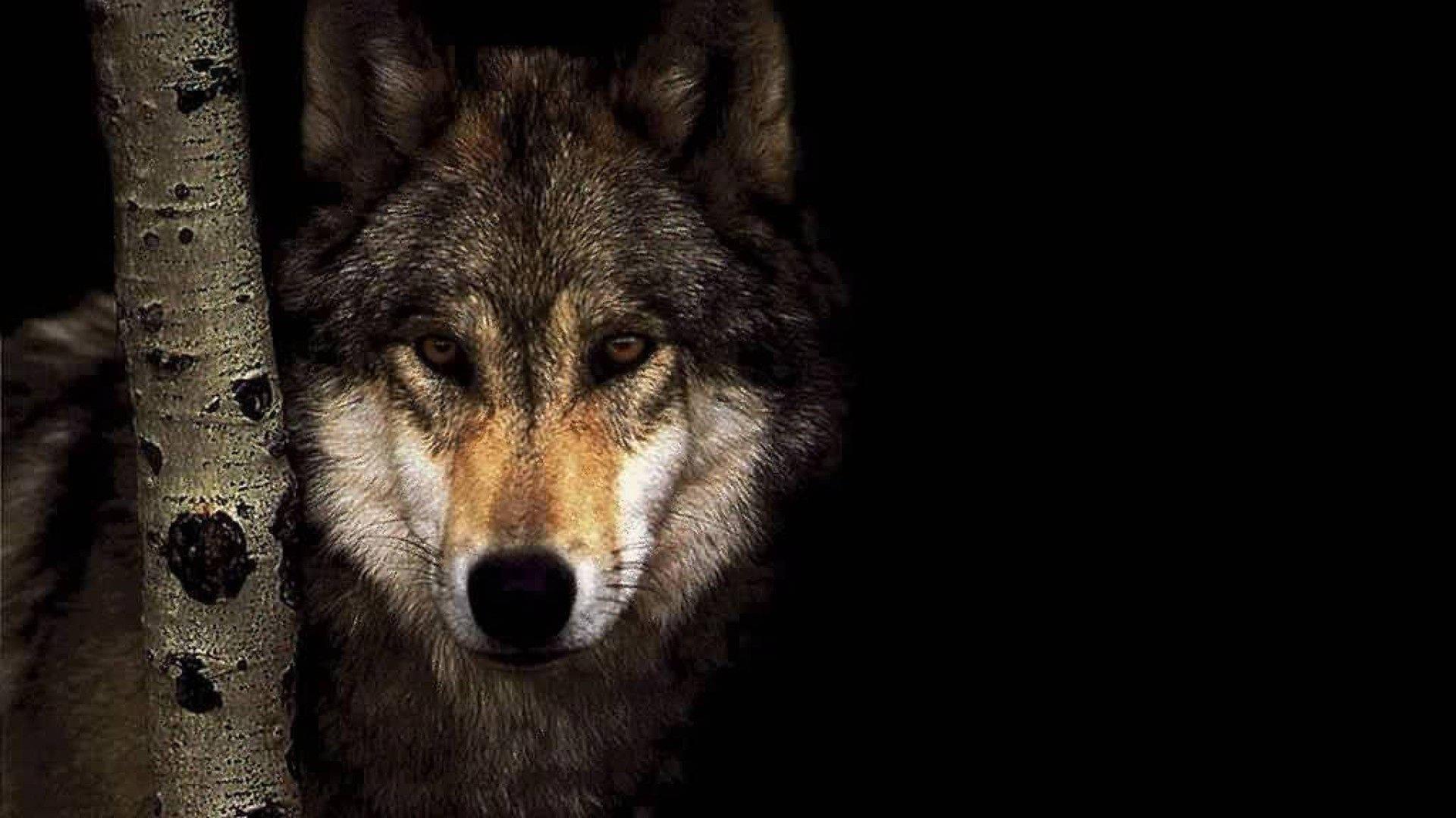Wild Grey Wolf Glancing Quickly at the Camera — 1920x1080 wallpaper