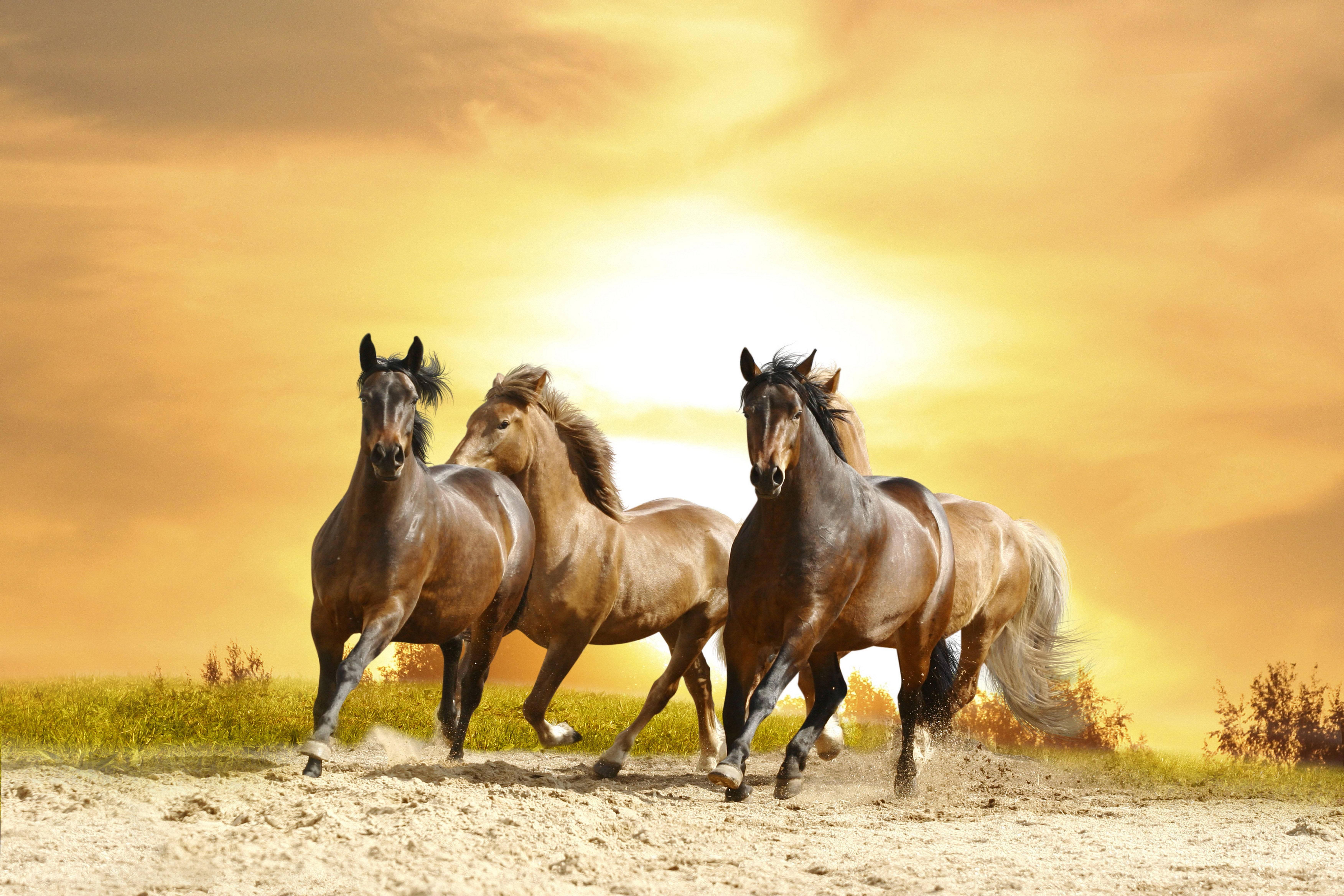 Wild horses at sunset — 7008x4672 wallpaper