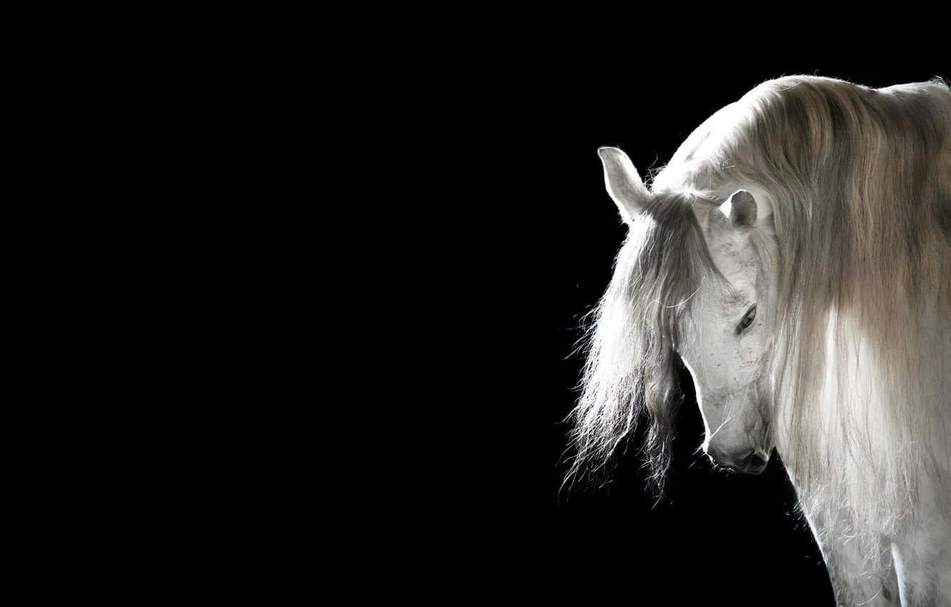 Wild Mustang Horse Roams Free in the Mountain Range — 1332x850 wallpaper