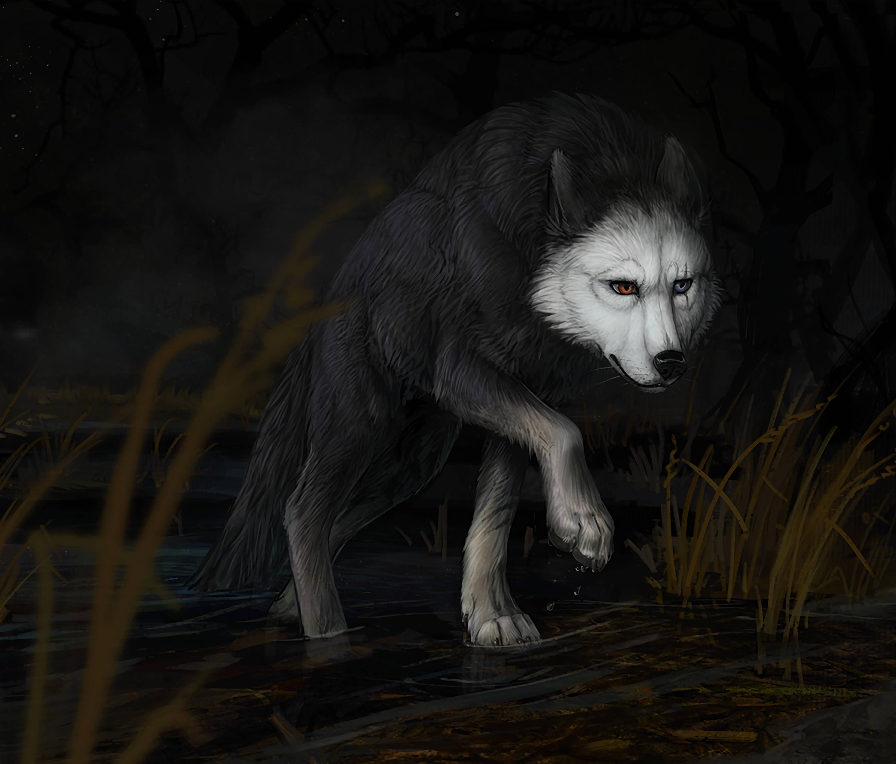 Wily and Wise Wolf — 2981x2542 wallpaper