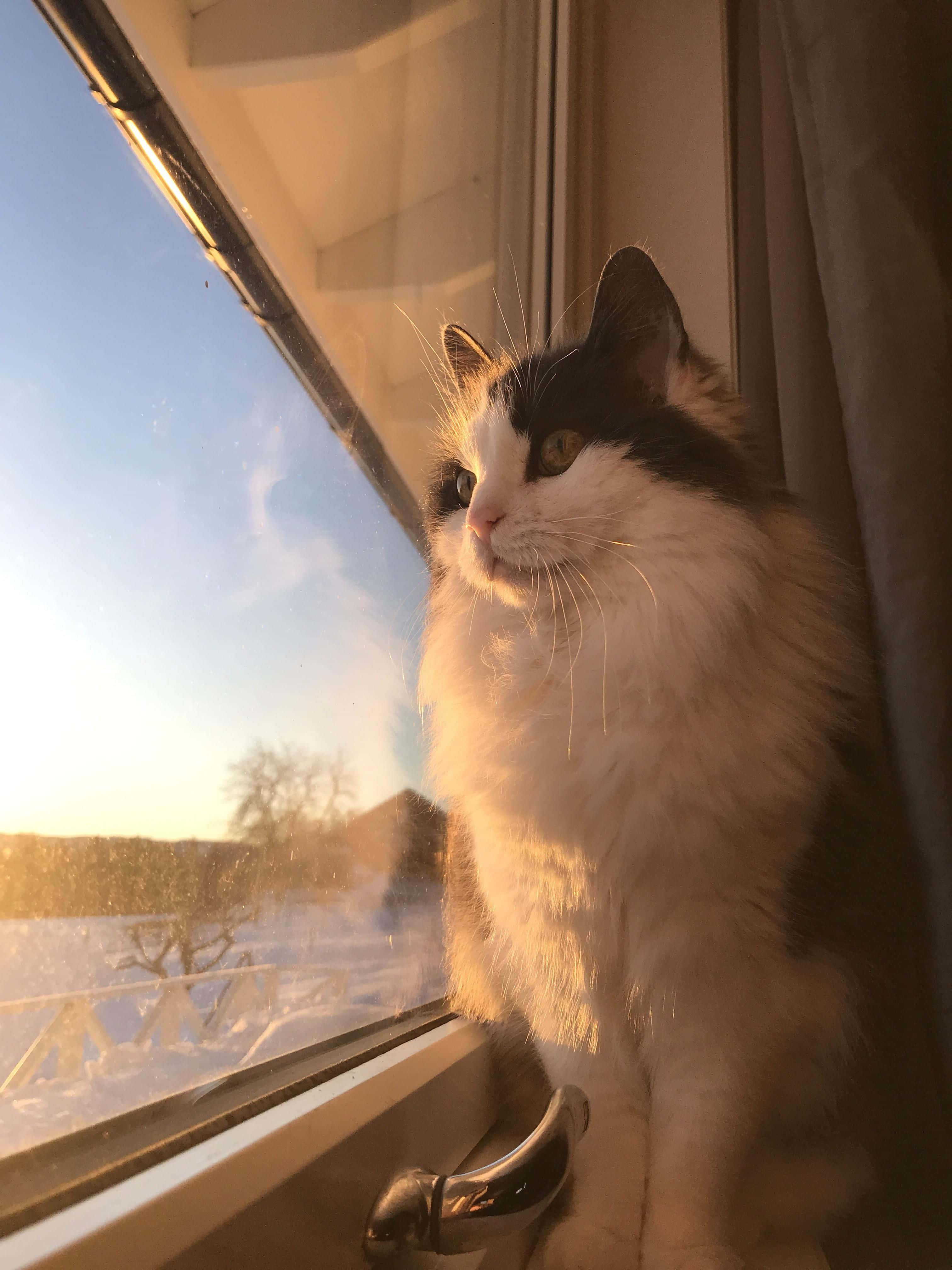 Window Cute Cat PFP — 3024x4032 wallpaper