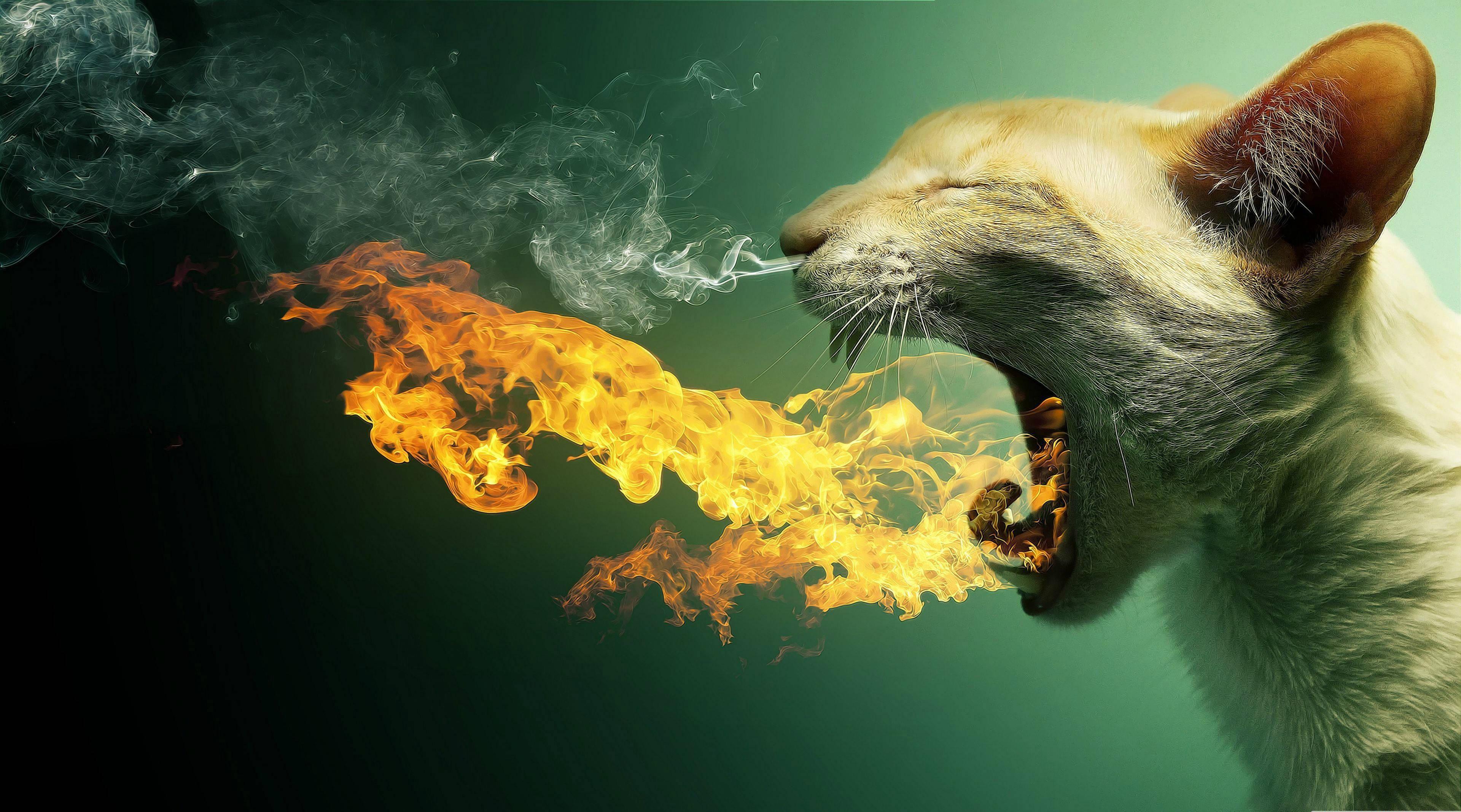 Windows 11 4K Cat Fire Breath — 3840x2135 wallpaper