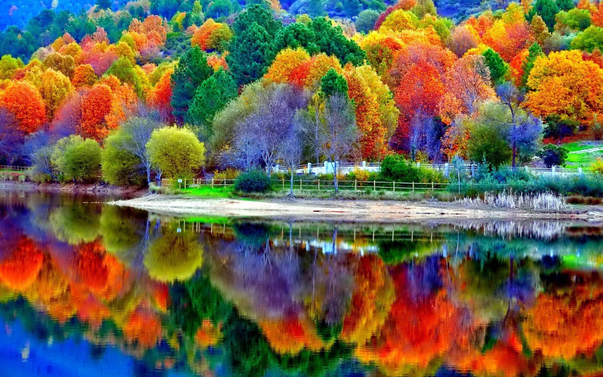 Windows 11 4K Colorful Trees — 1920x1200 wallpaper