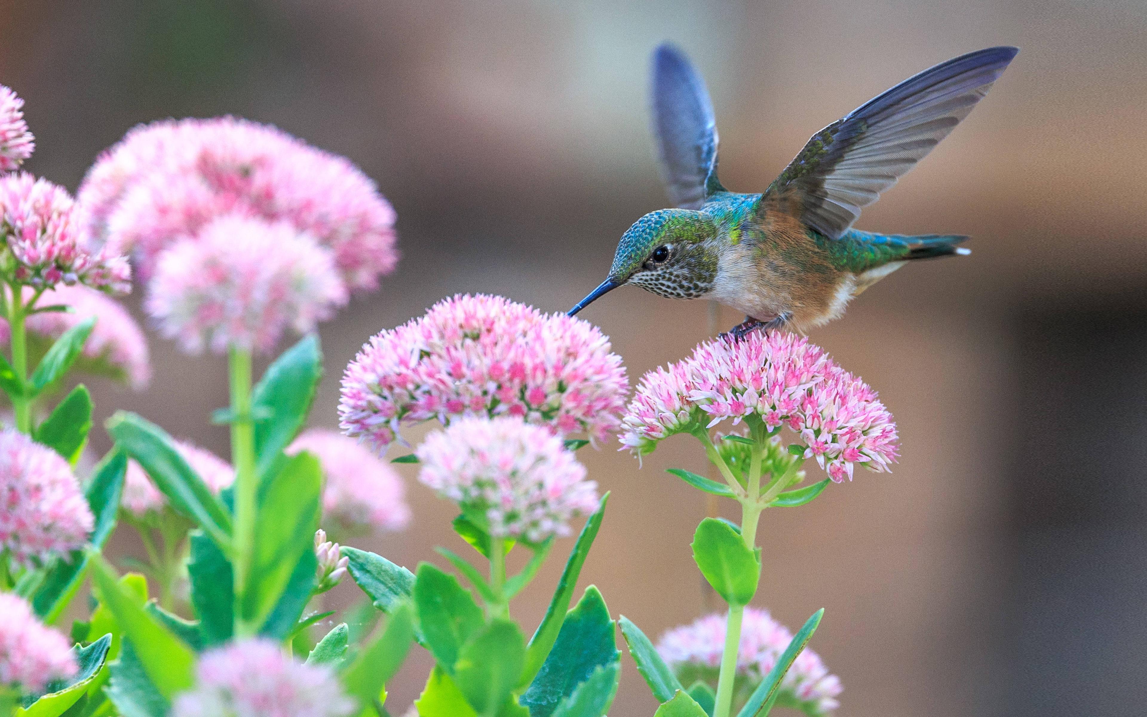 Windows 11 4K Orpine Hummingbird — 3840x2400 wallpaper