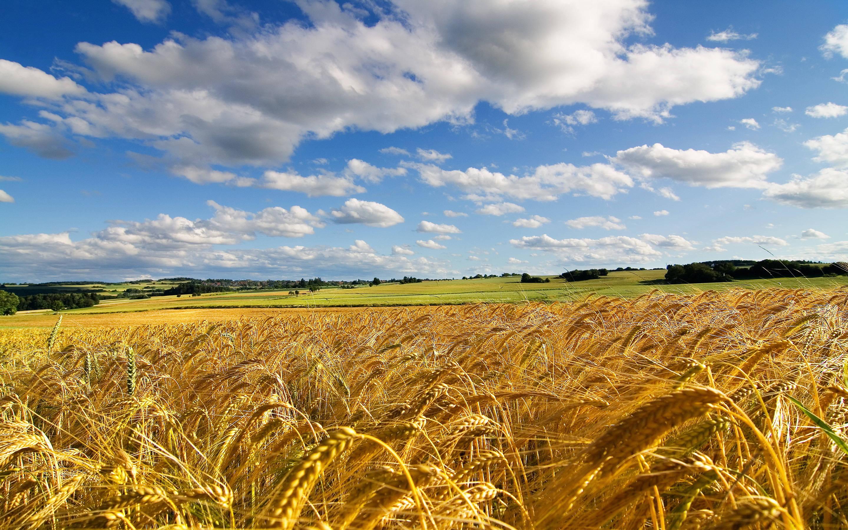 Windows 11 4K Wheat Field — 2880x1800 wallpaper