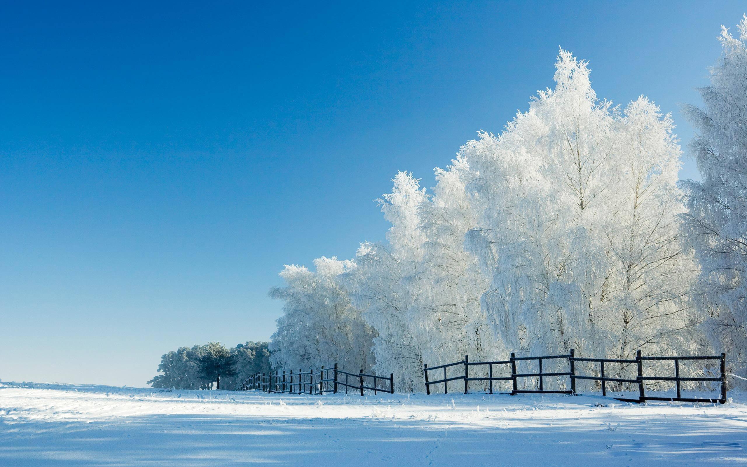 Windows 11 4K Winter Trees — 2560x1600 wallpaper
