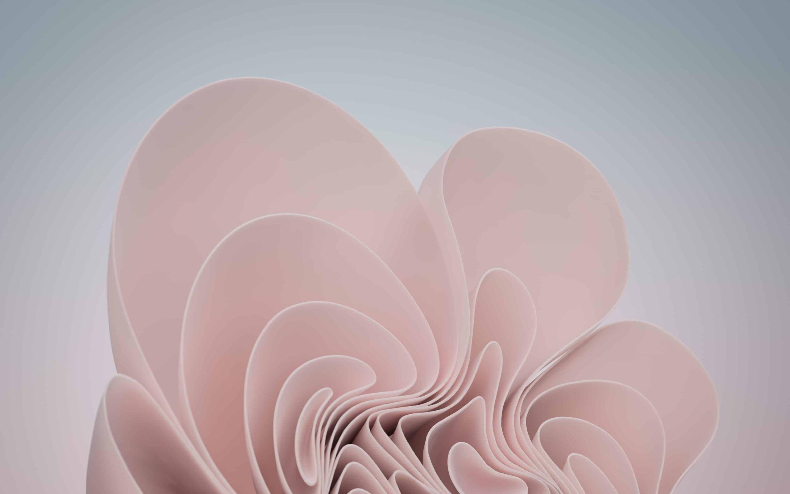 Windows 11 Pink Aesthetic Bloom — 2560x1600 wallpaper