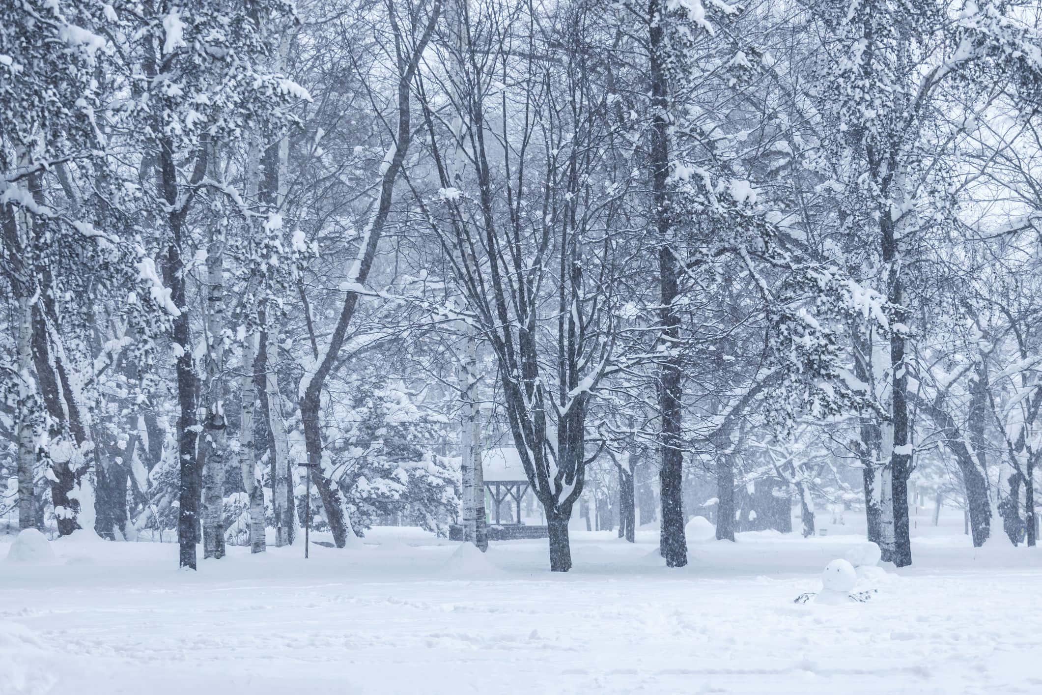 Winter Barren Trees Picture — 2121x1414 wallpaper