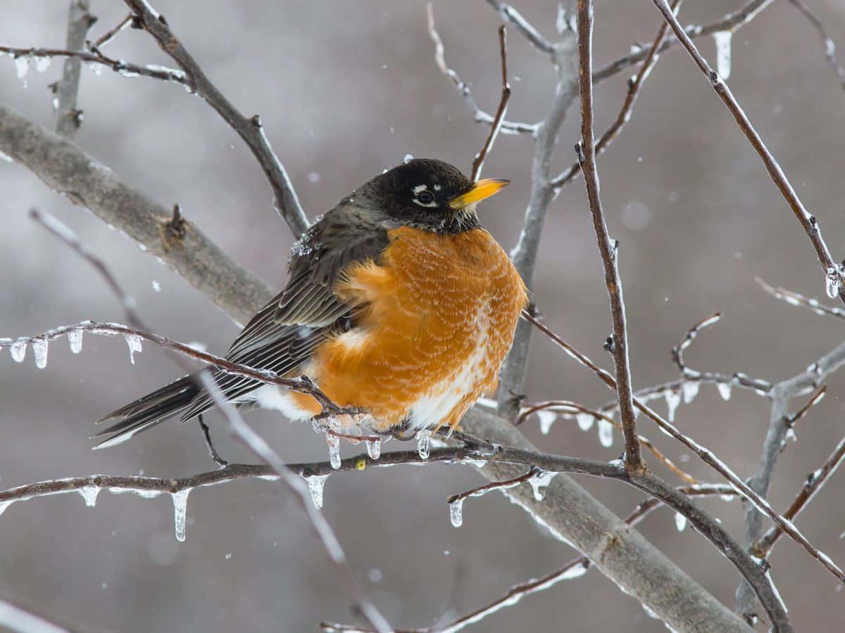 Winter Bird Picture — 1200x900 wallpaper
