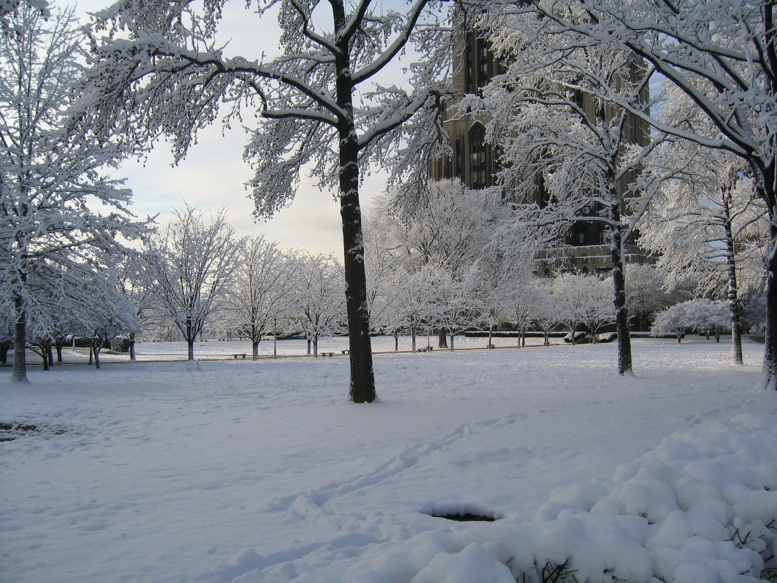 Winter Frozen Tree Branches Picture — 2592x1944 wallpaper