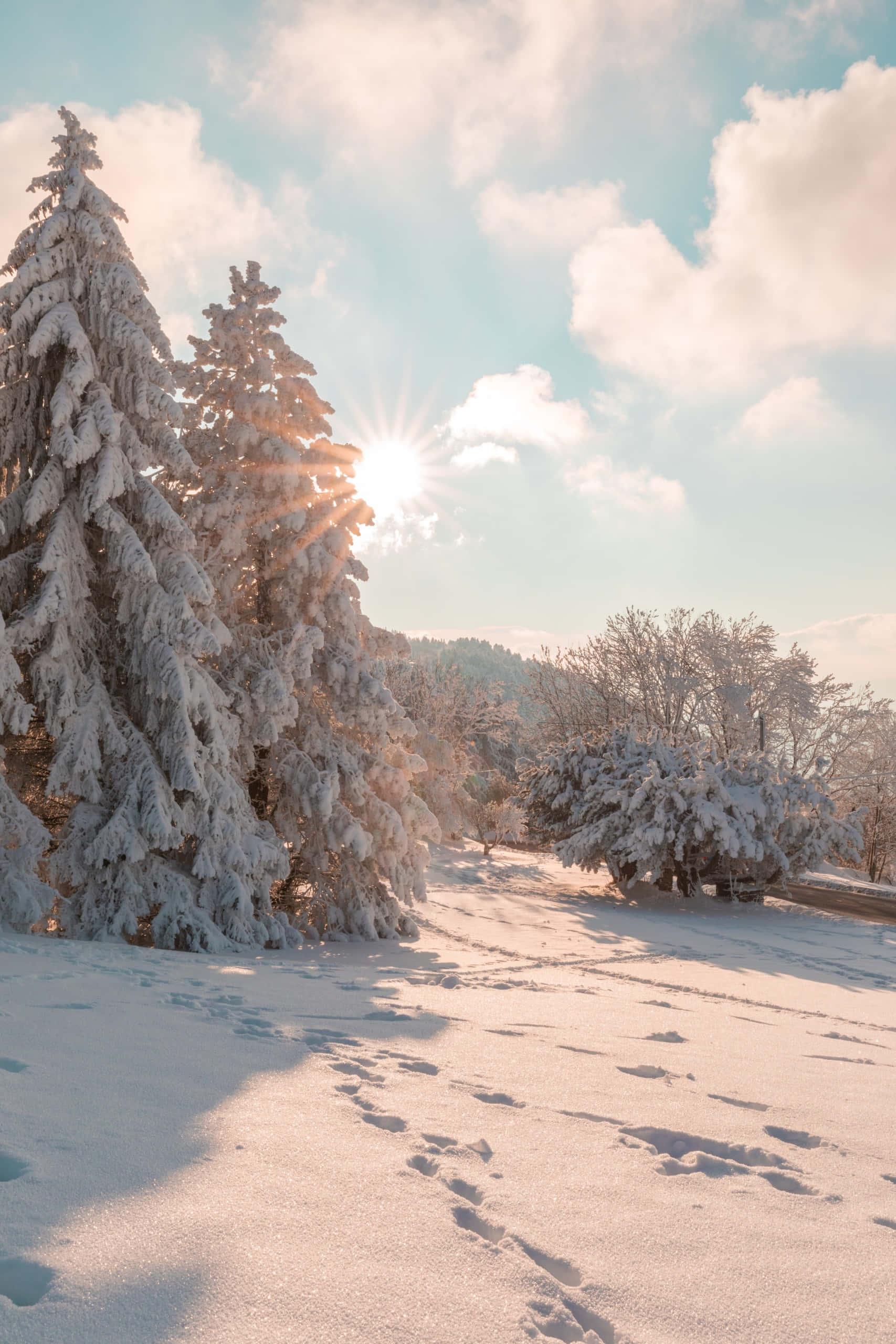 Winter Frozen Trees Picture — 1707x2560 wallpaper