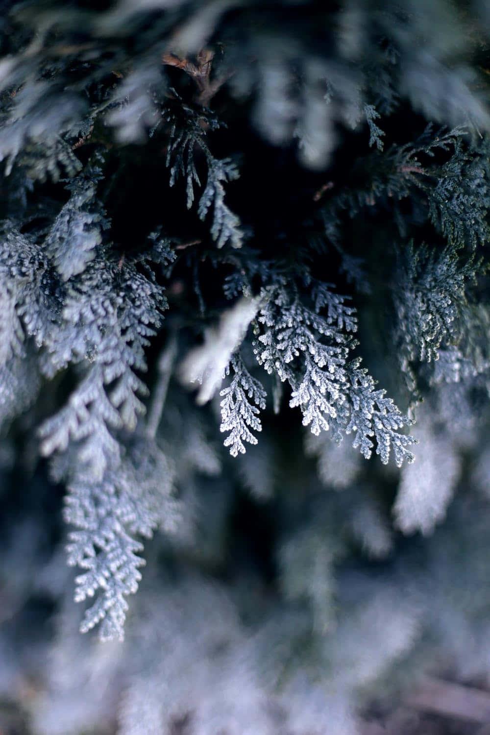 Winter Iphone Background — 1000x1500 wallpaper