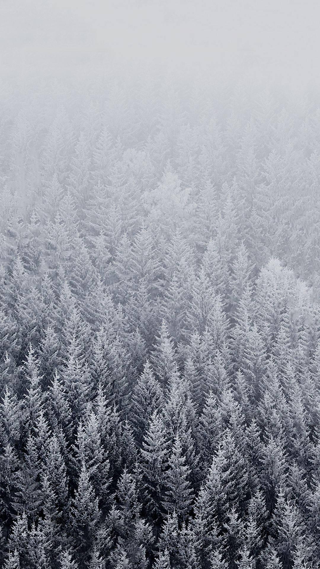 Winter iPhone Pine Trees Misty View — 1080x1920 wallpaper