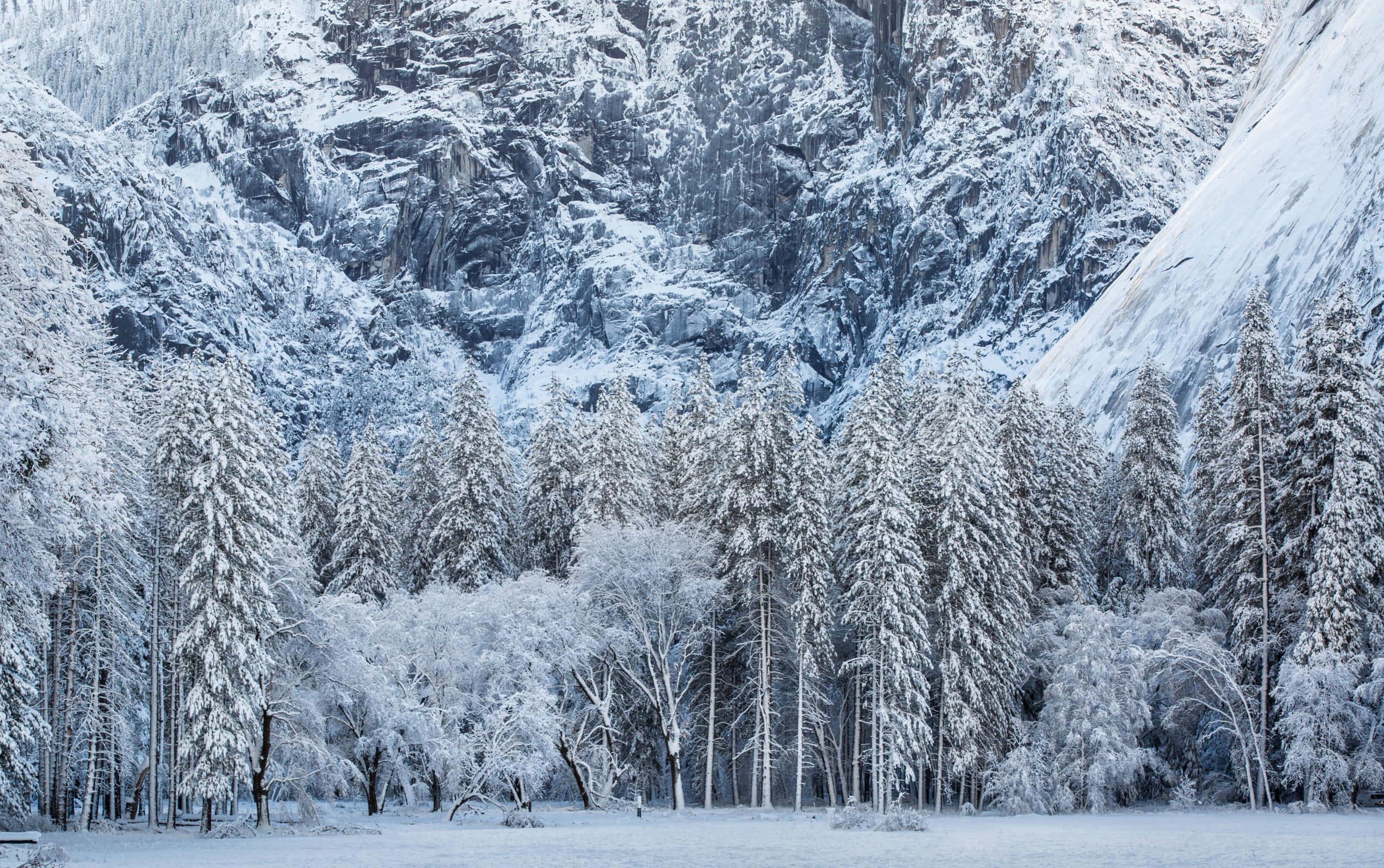 Winter Mountain Trees Picture — 2500x1568 wallpaper