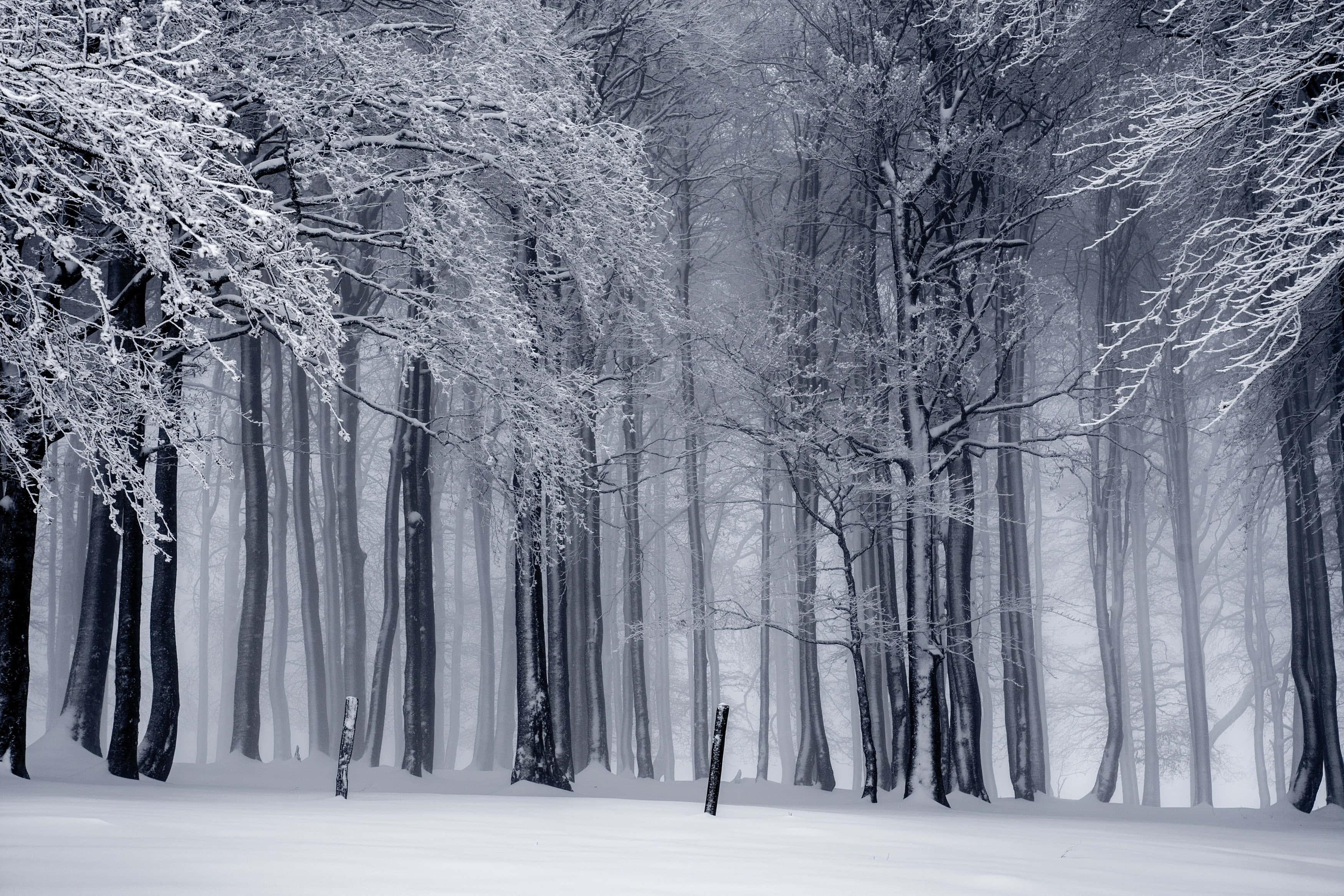 Winter pictures — 3500x2333 wallpaper