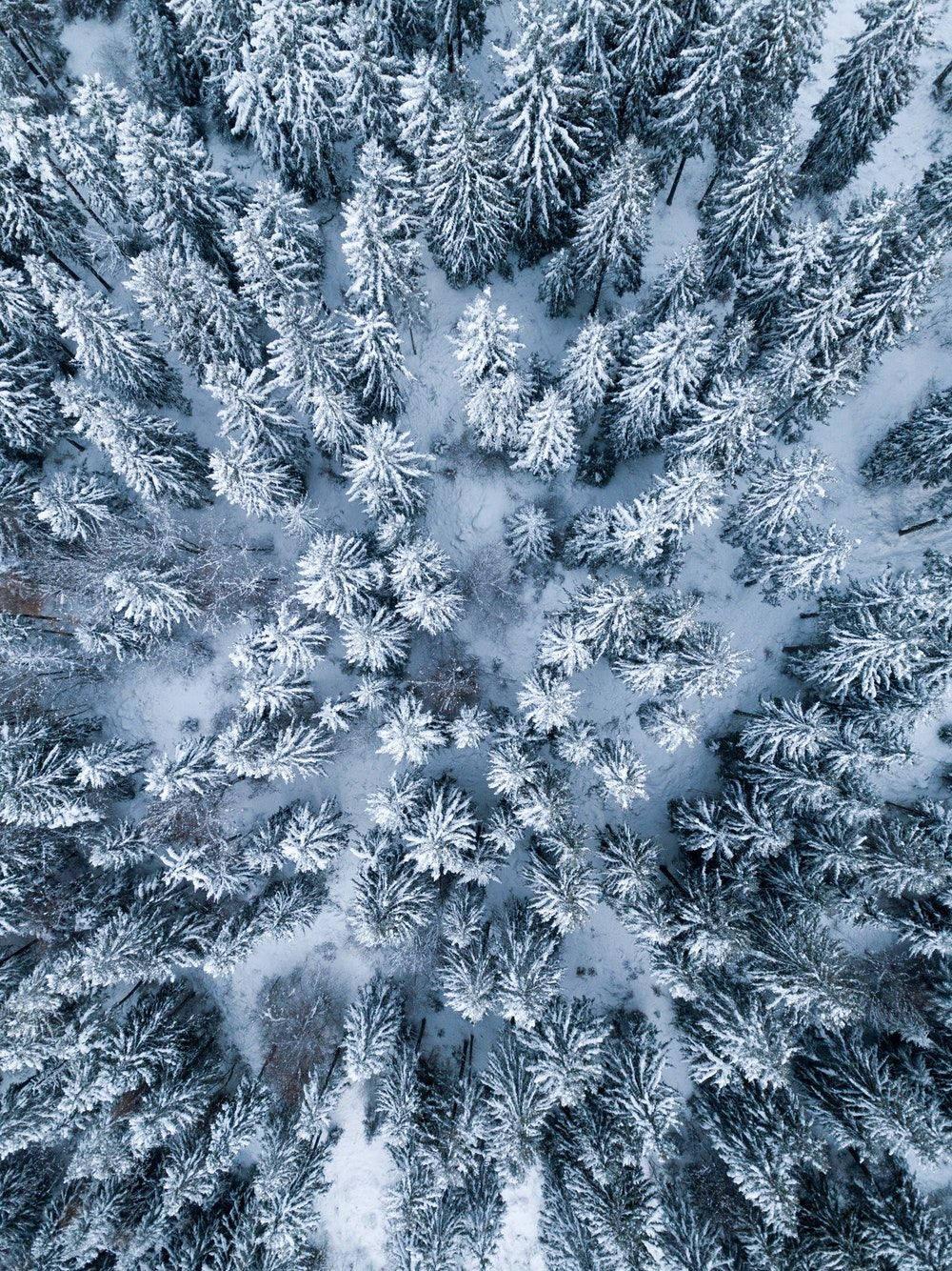 Winter Pine Trees iPad Display — 1000x1334 wallpaper