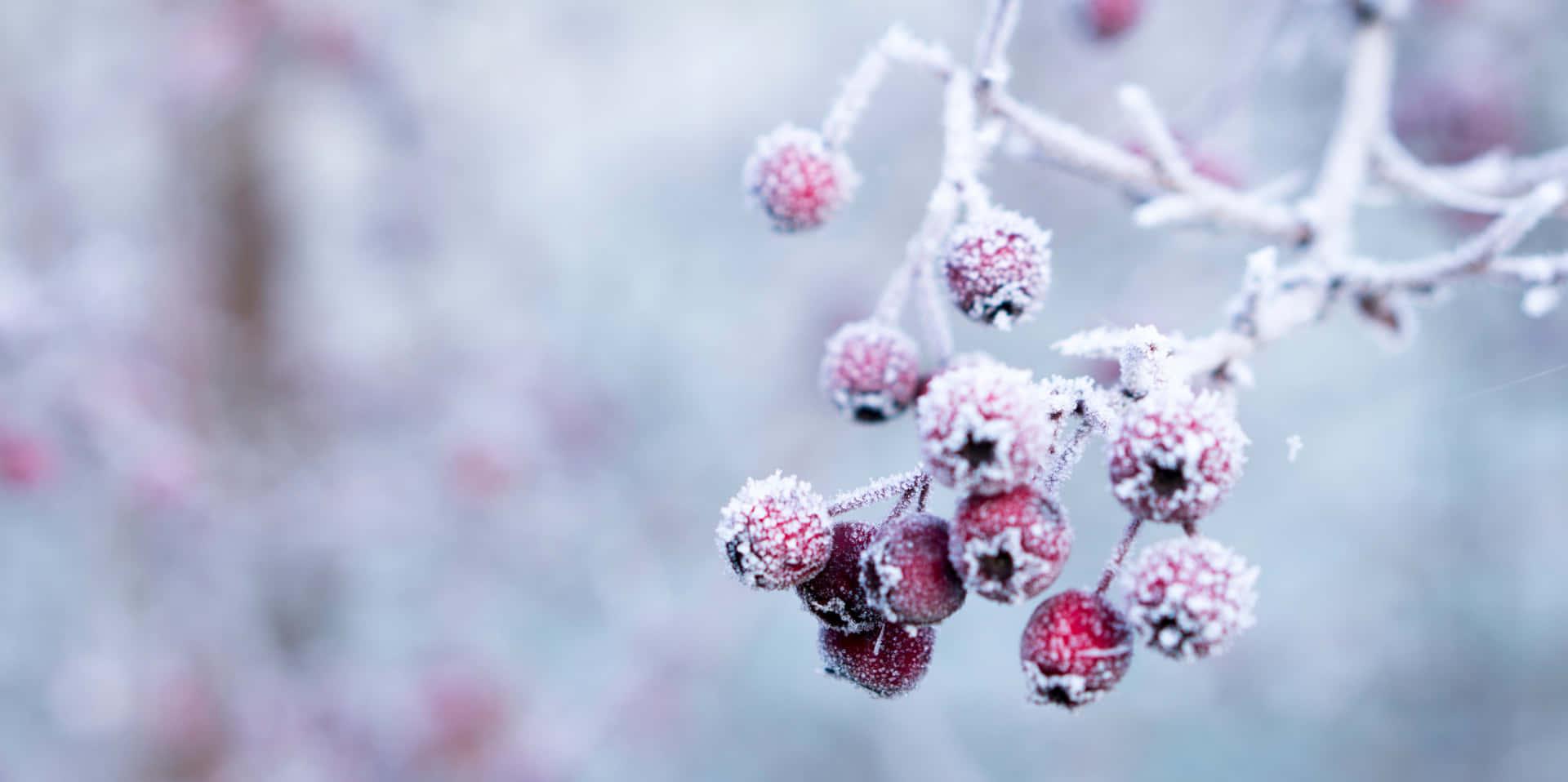 Winter Red Berries Picture — 1920x958 wallpaper