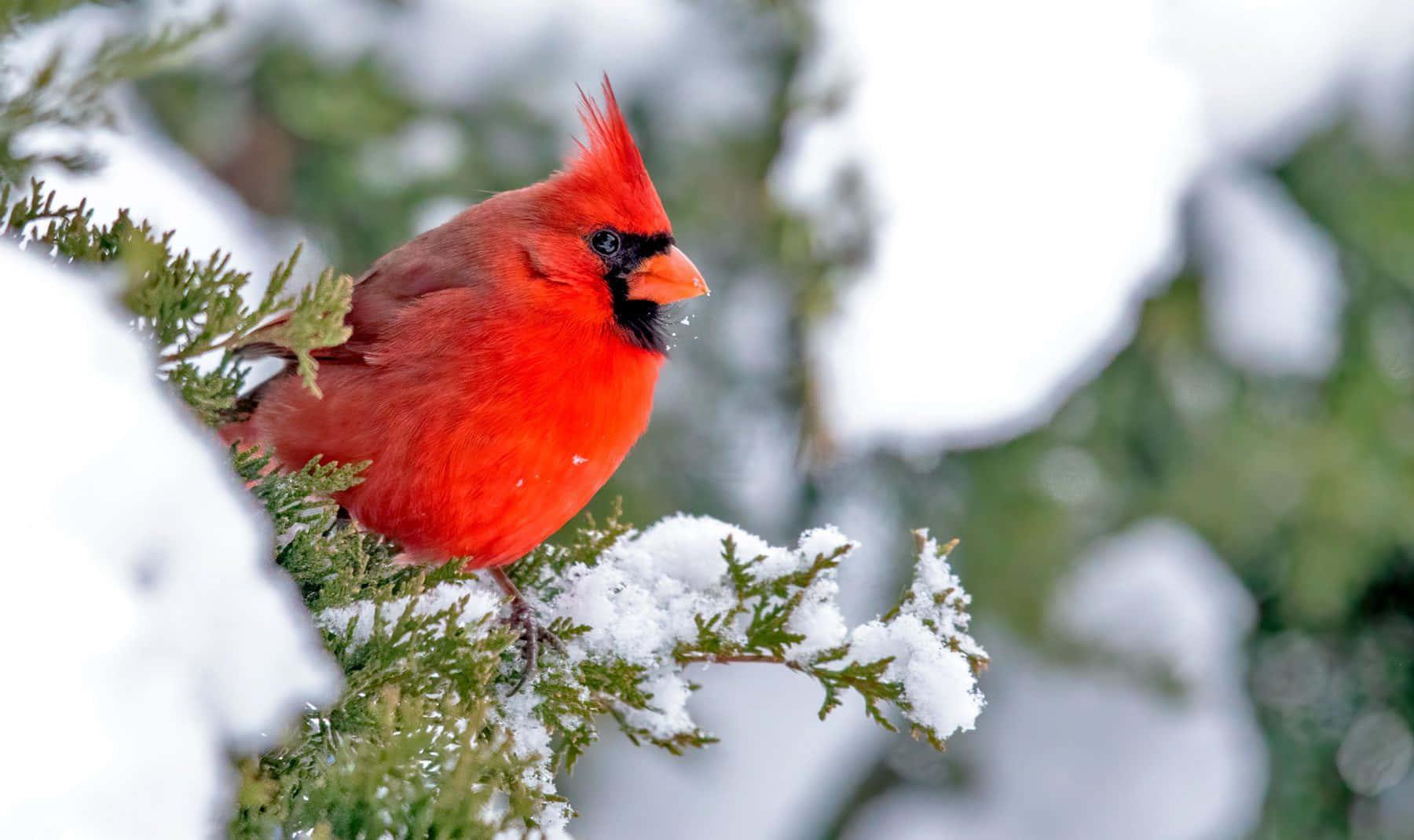 Winter Red Bird Picture — 1800x1070 wallpaper