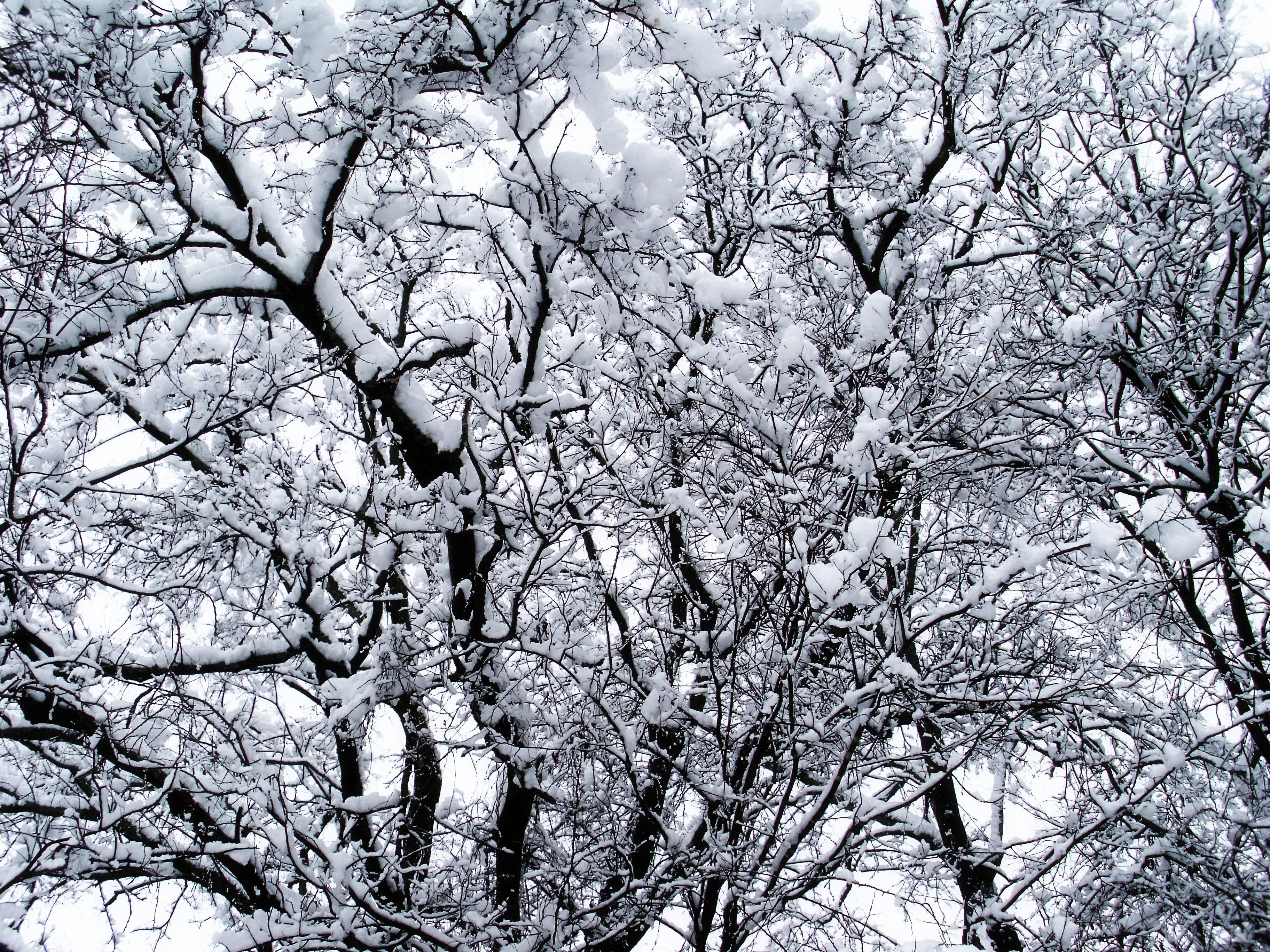 Winter Snow Covered Trees — 3648x2736 wallpaper