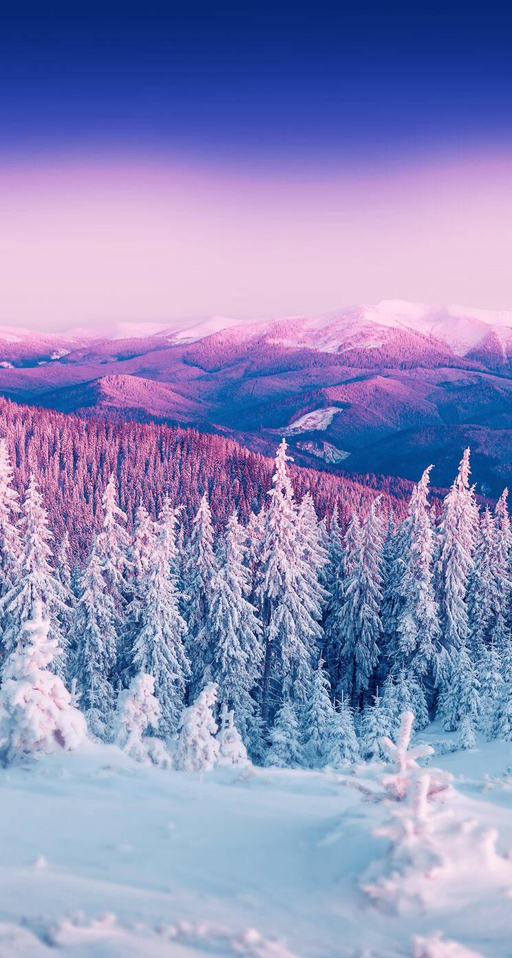 Winter Snow Covered Trees — 744x1392 wallpaper