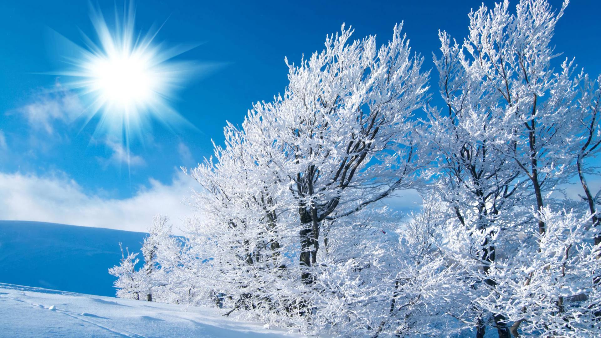 Winter Trees And Sunlight — 1920x1080 wallpaper